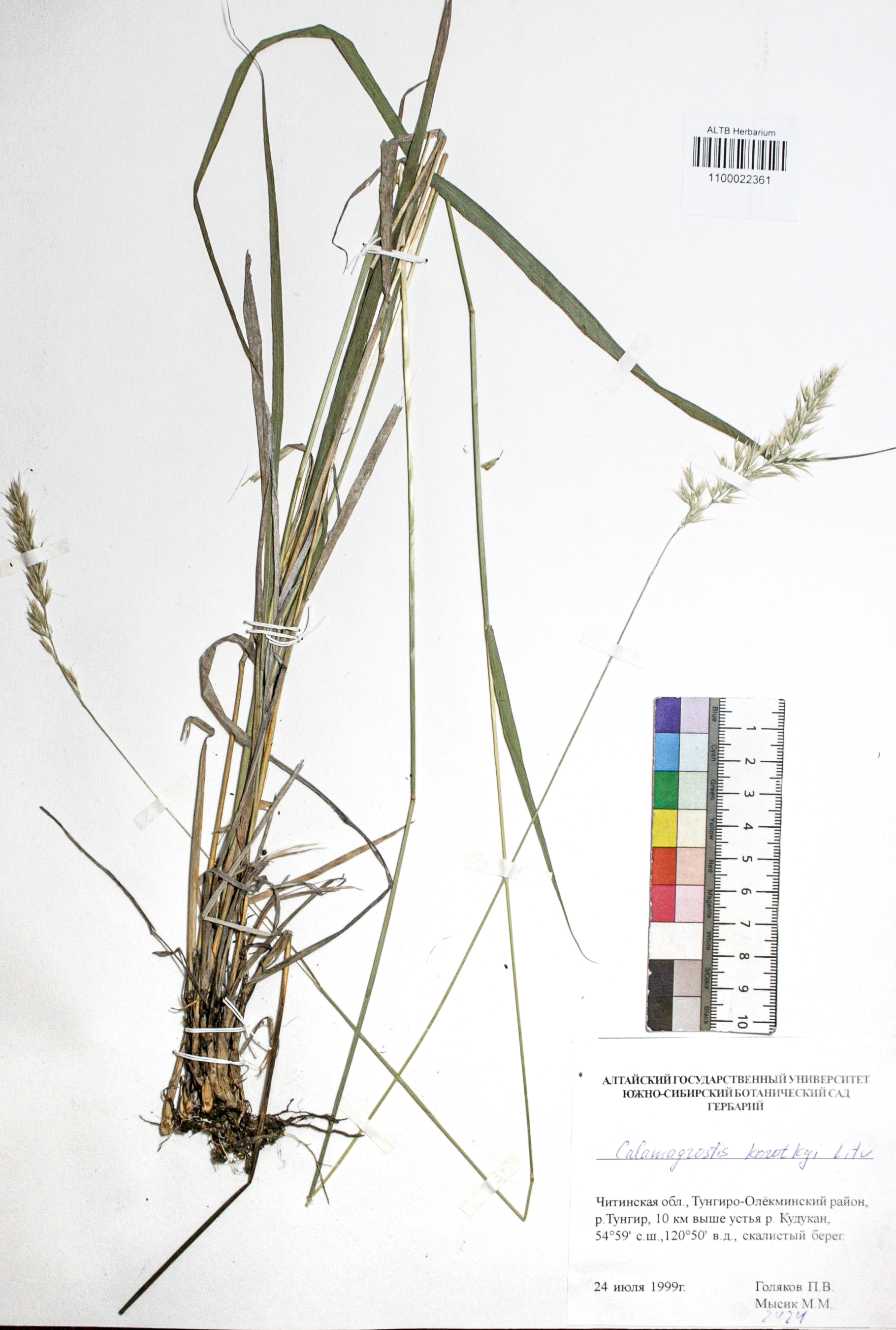 Calamagrostis korotkyi Litv.