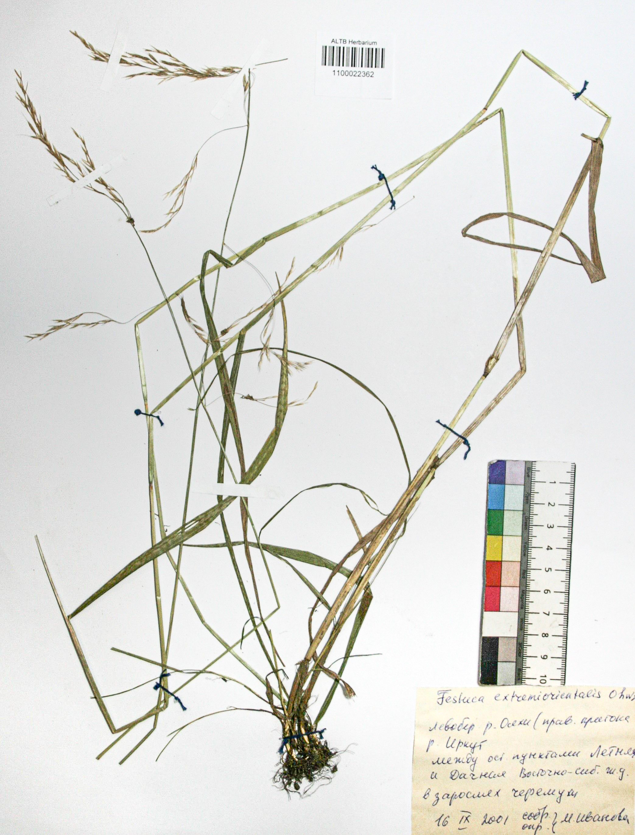 Festuca extremiorientalis Ohwi. 
