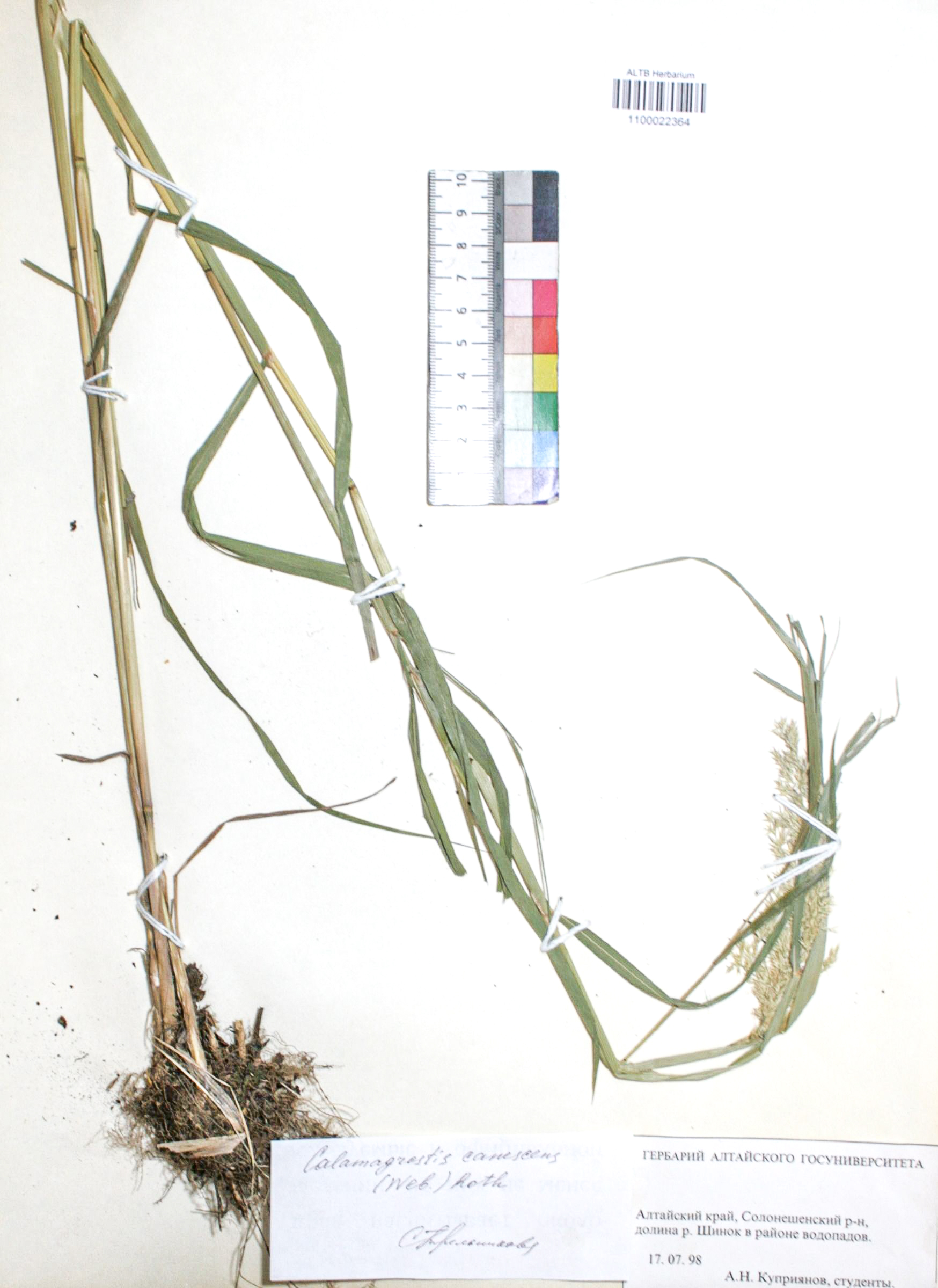 Calamagrostis canescens (Web.)  Roth.