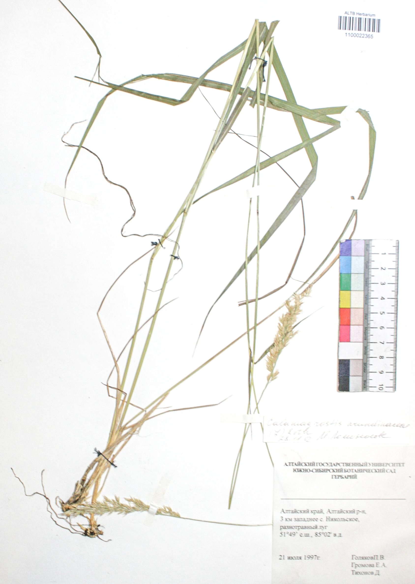 Calamagrostis arundinacea (L.) Roth