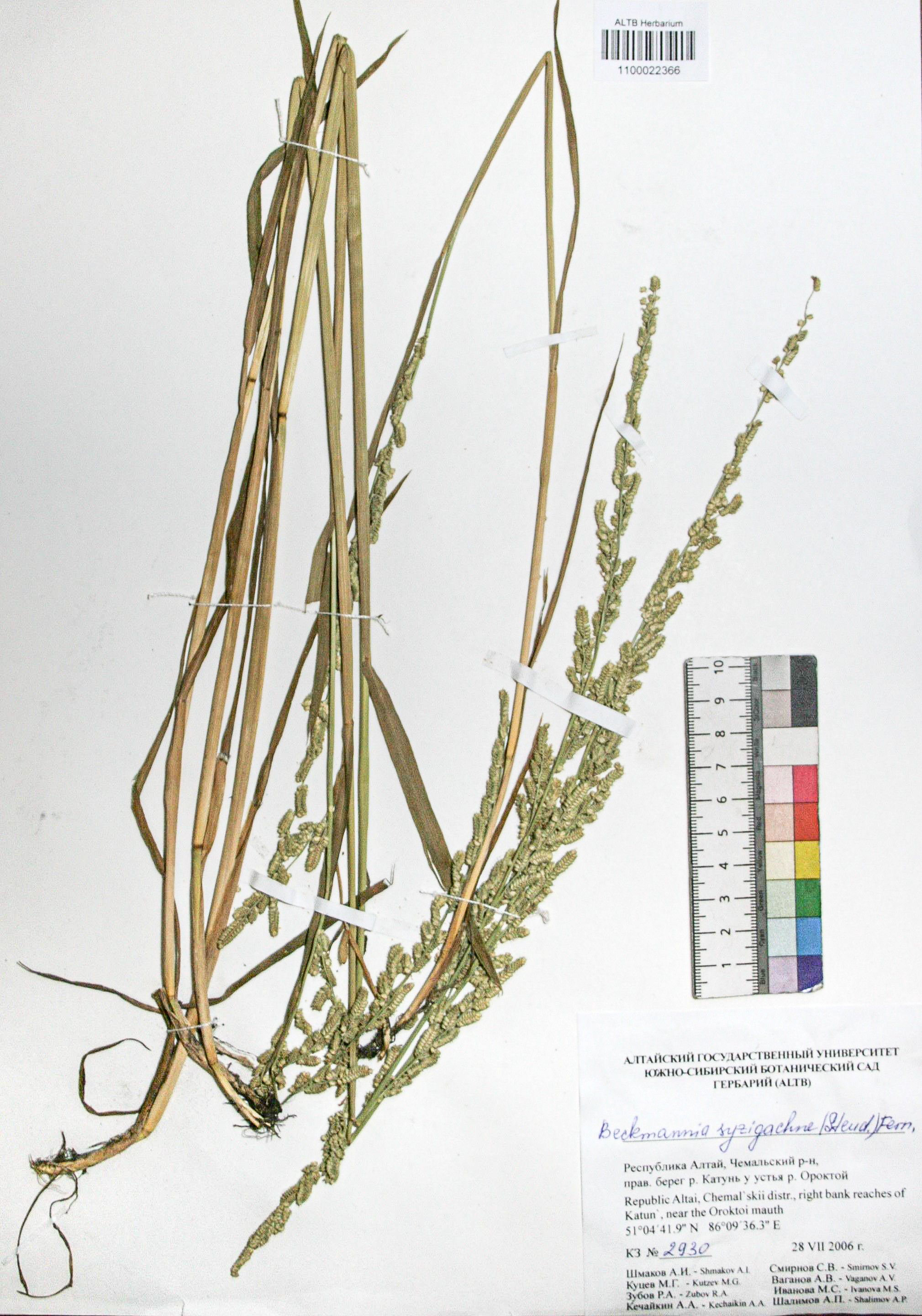 Beckmannia syzigachne (Steud.) Fern.