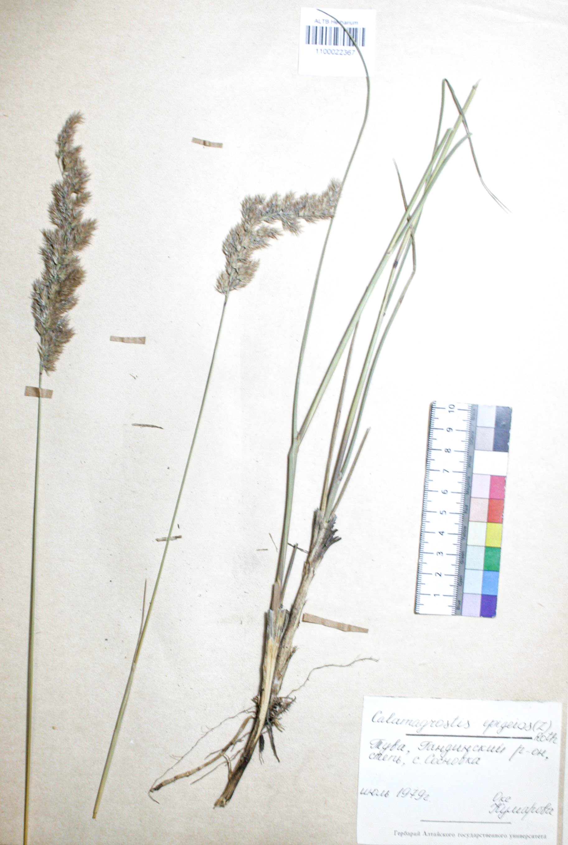 Calamagrostis epigejos (L.) Roth