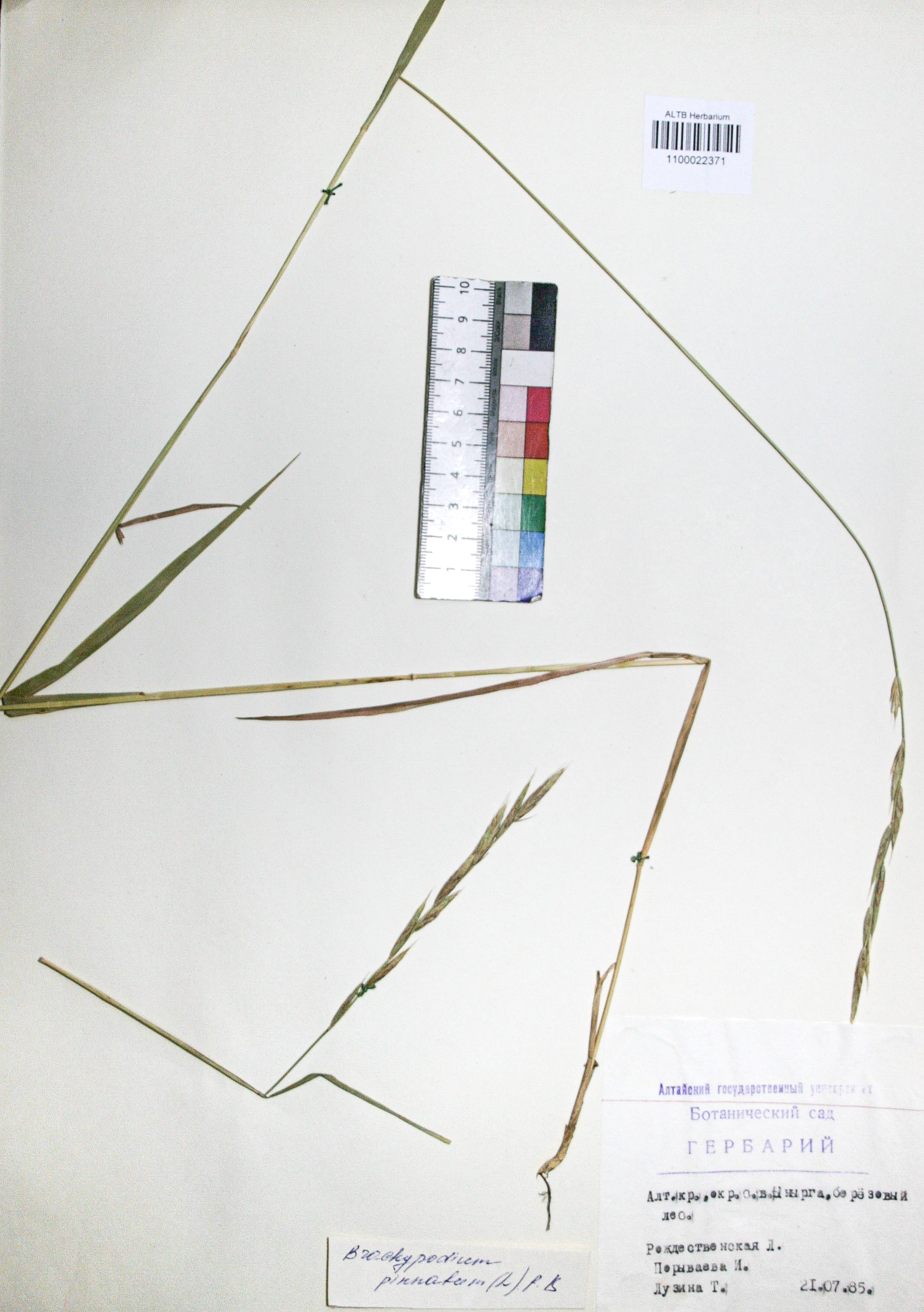 Brachypodium pinnatum (L.) Beauv. 