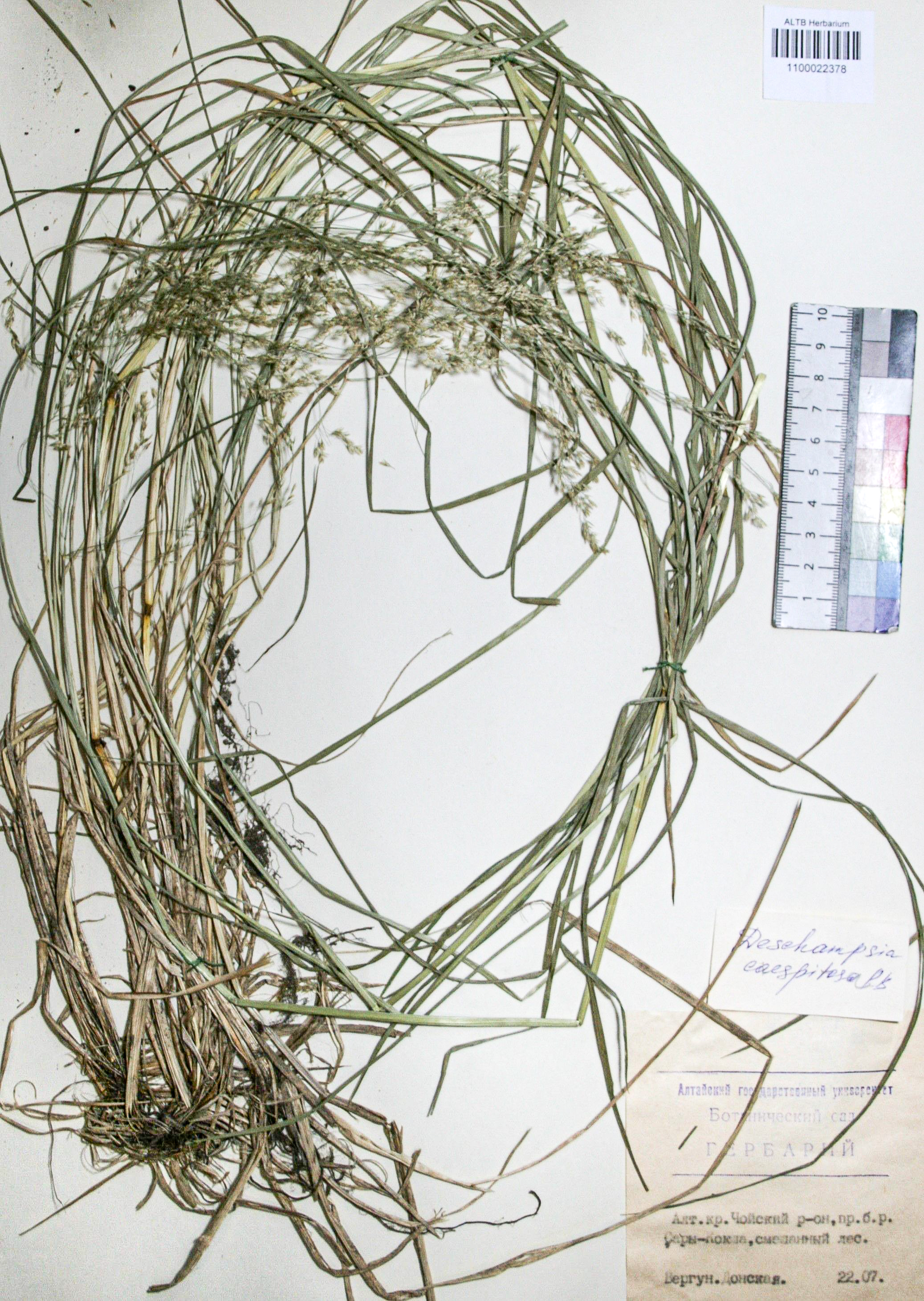 Deschampsia caespitosa (L.) Beauv.
