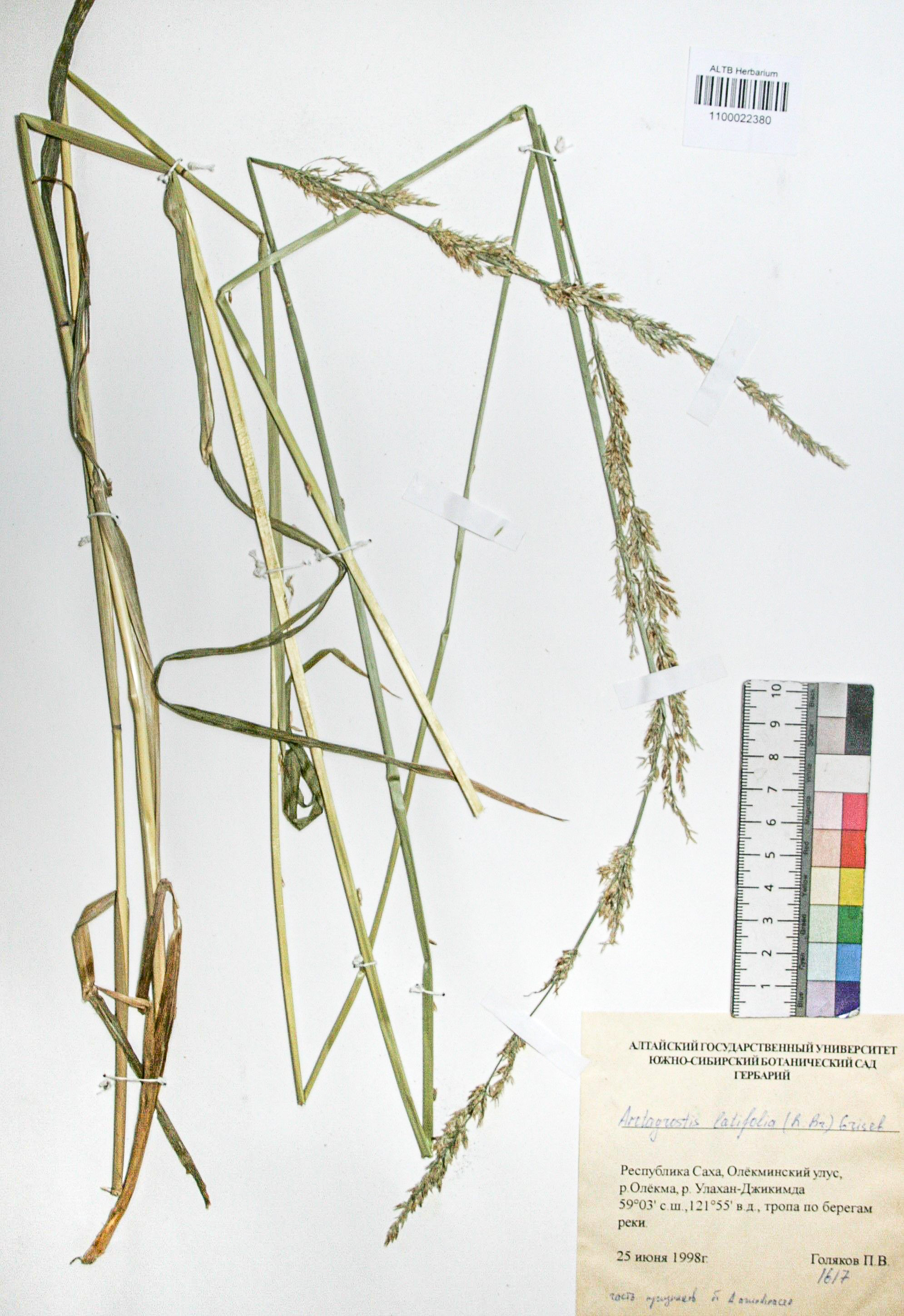 Arctagrostis latifolia (R. Br.) Crised.