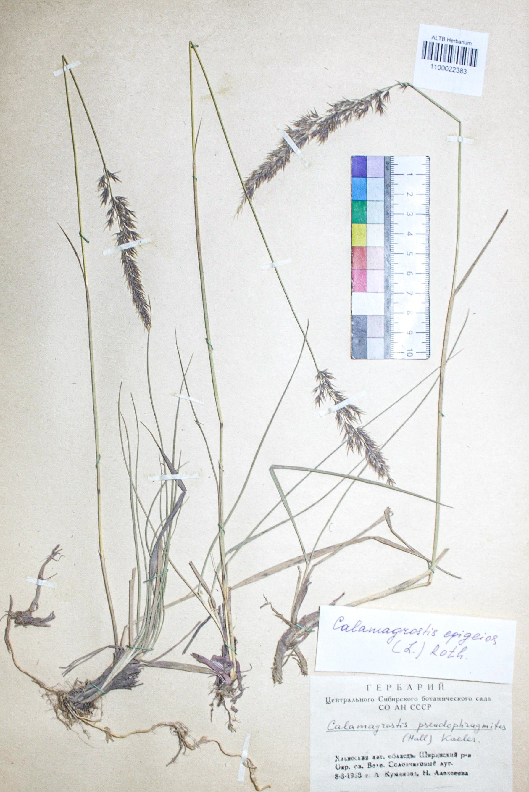 Calamagrostis epigejos (L.) Roth