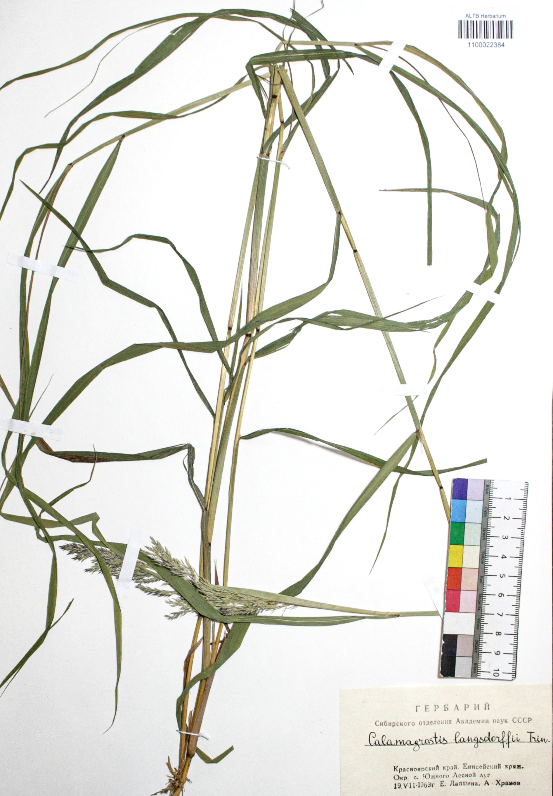 Calamagrostis langsdorffii (Link) Trin.