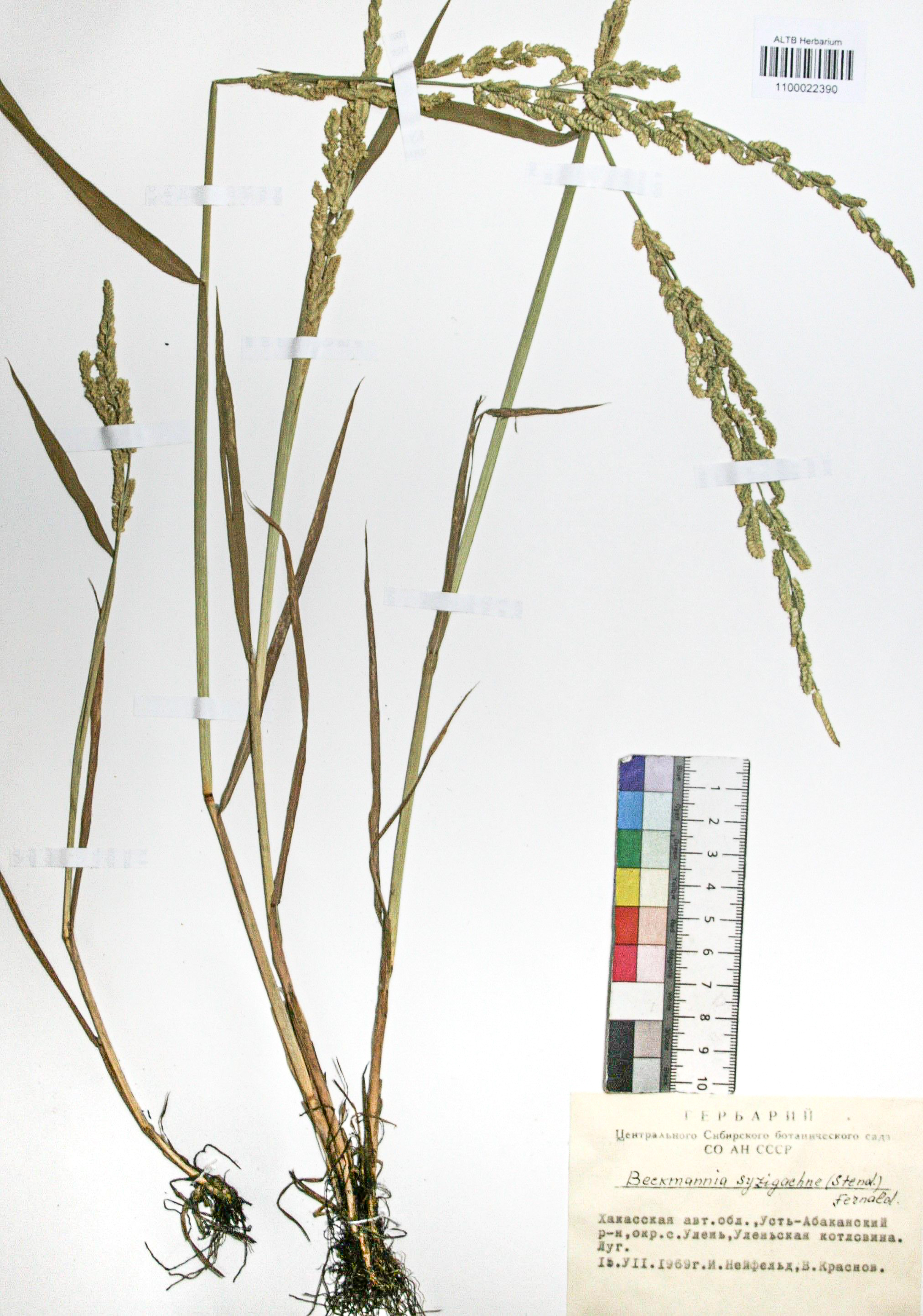 Beckmannia syzigachne (Steud.) Fern.