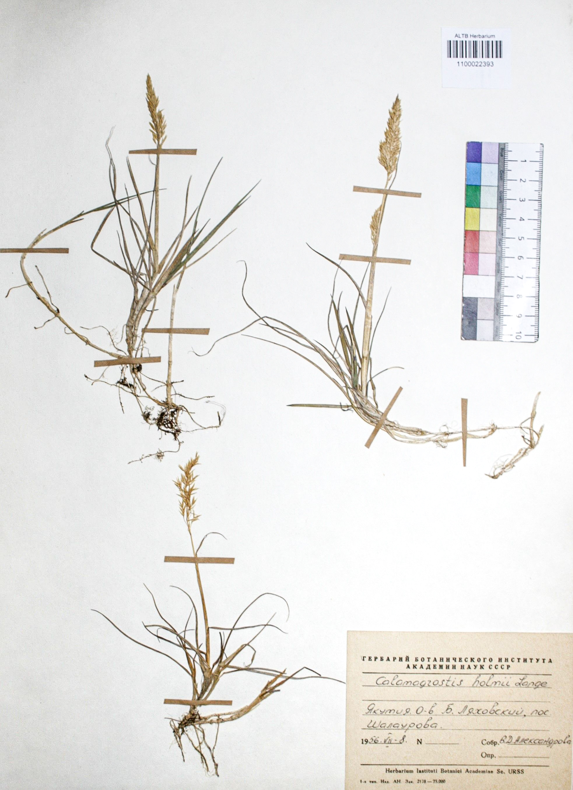 Calamagrostis holmii Lange