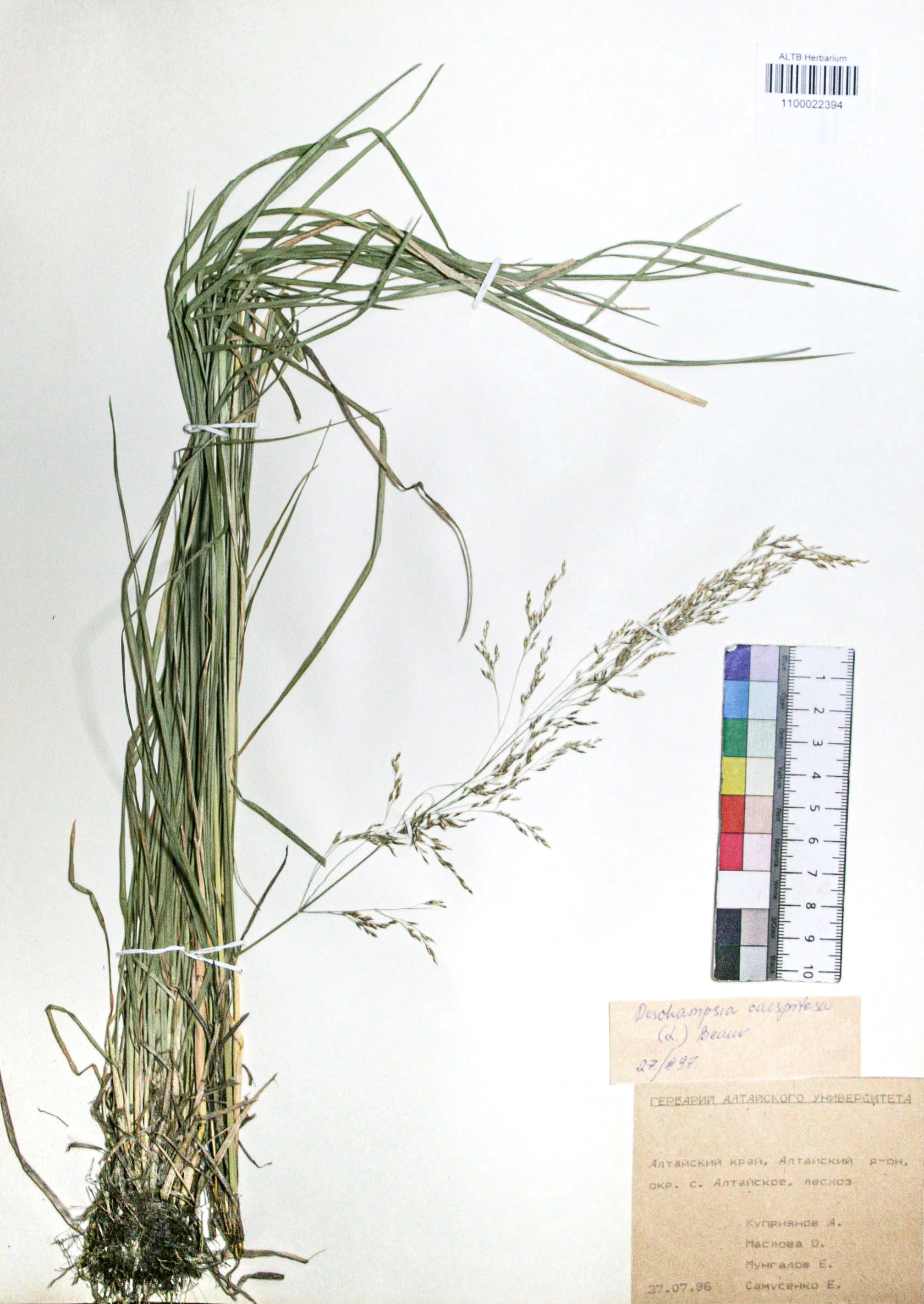 Deschampsia caespitosa (L.) Beauv.