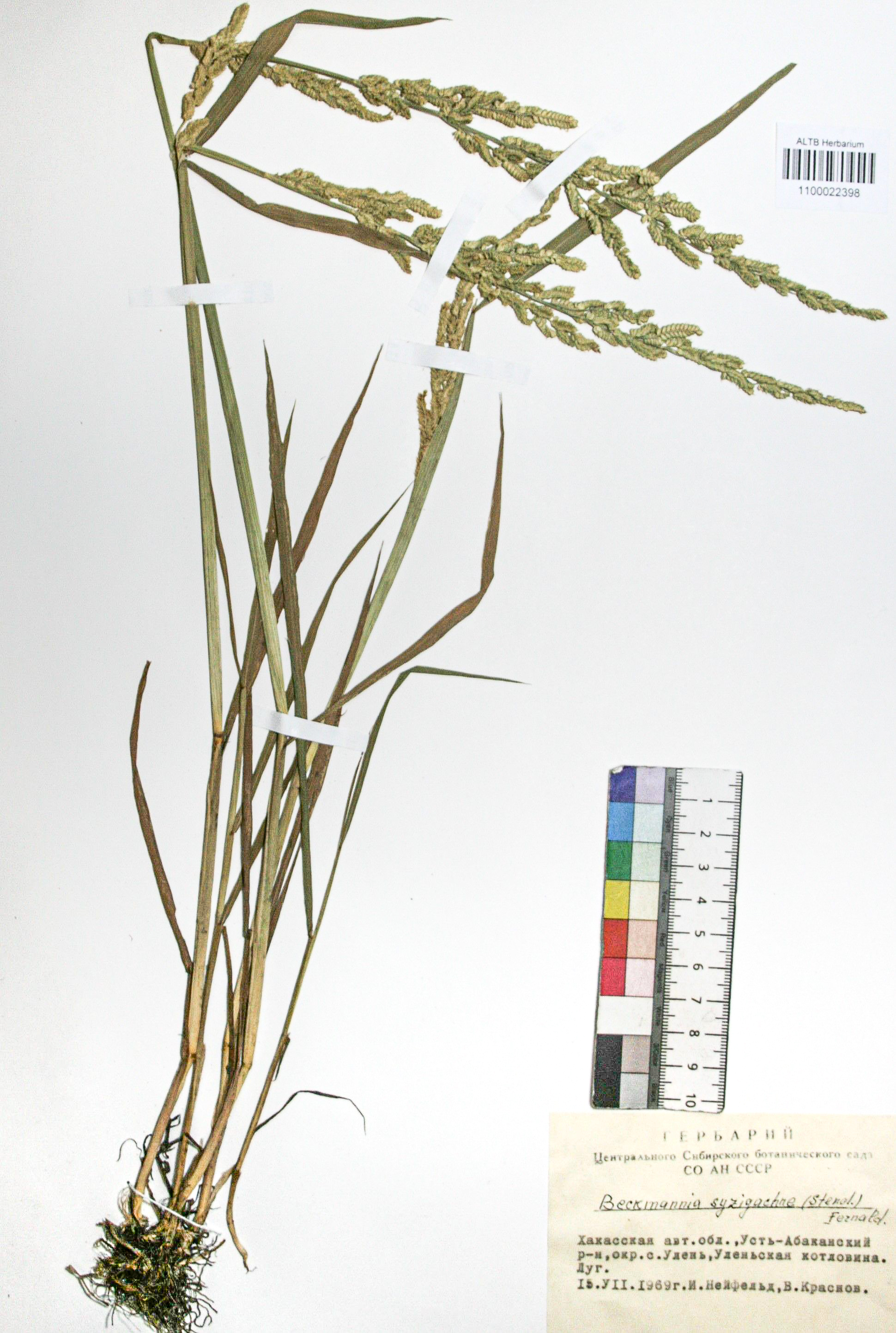 Beckmannia syzigachne (Steud.) Fern.