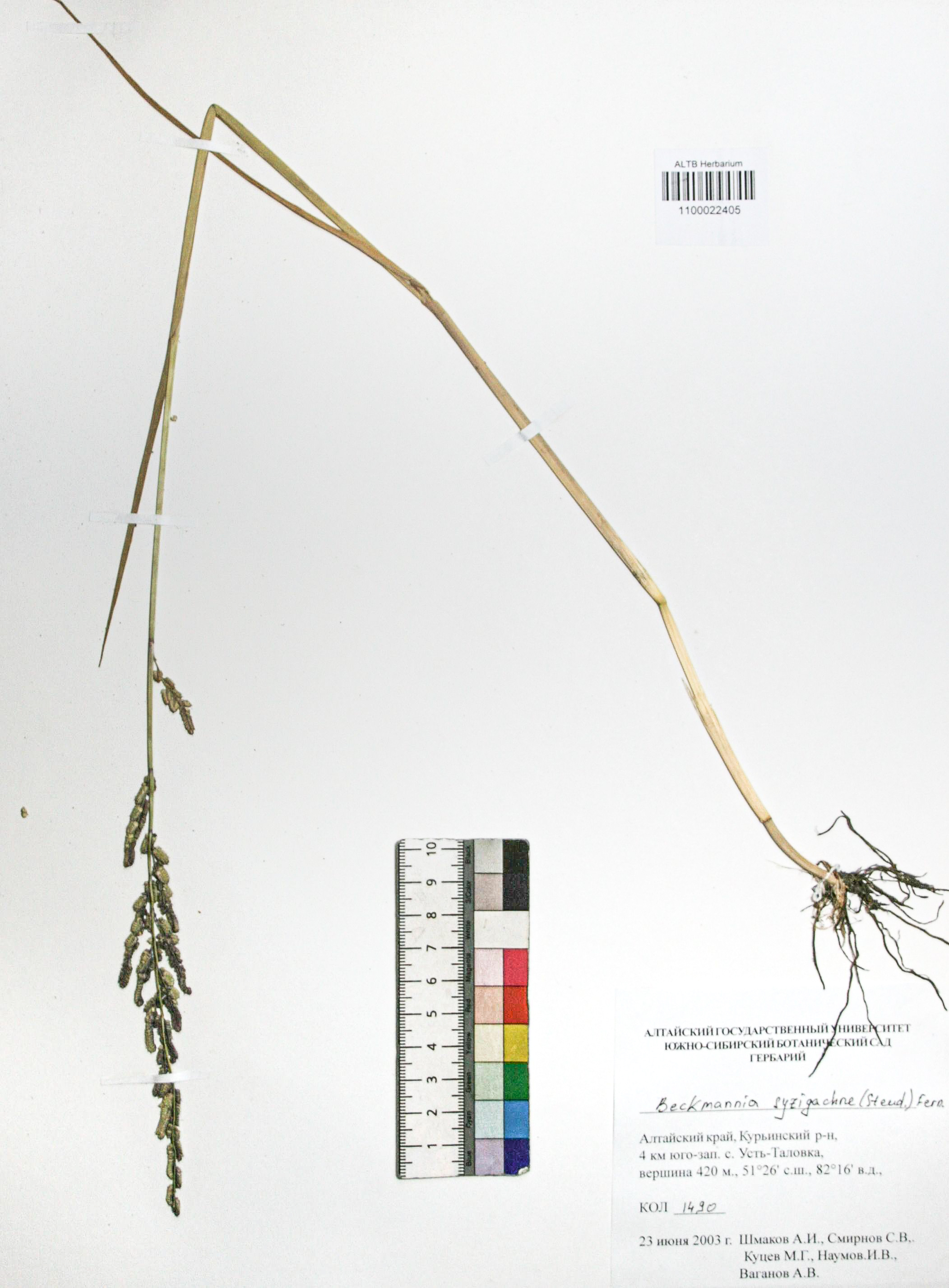 Beckmannia syzigachne (Steud.) Fern.