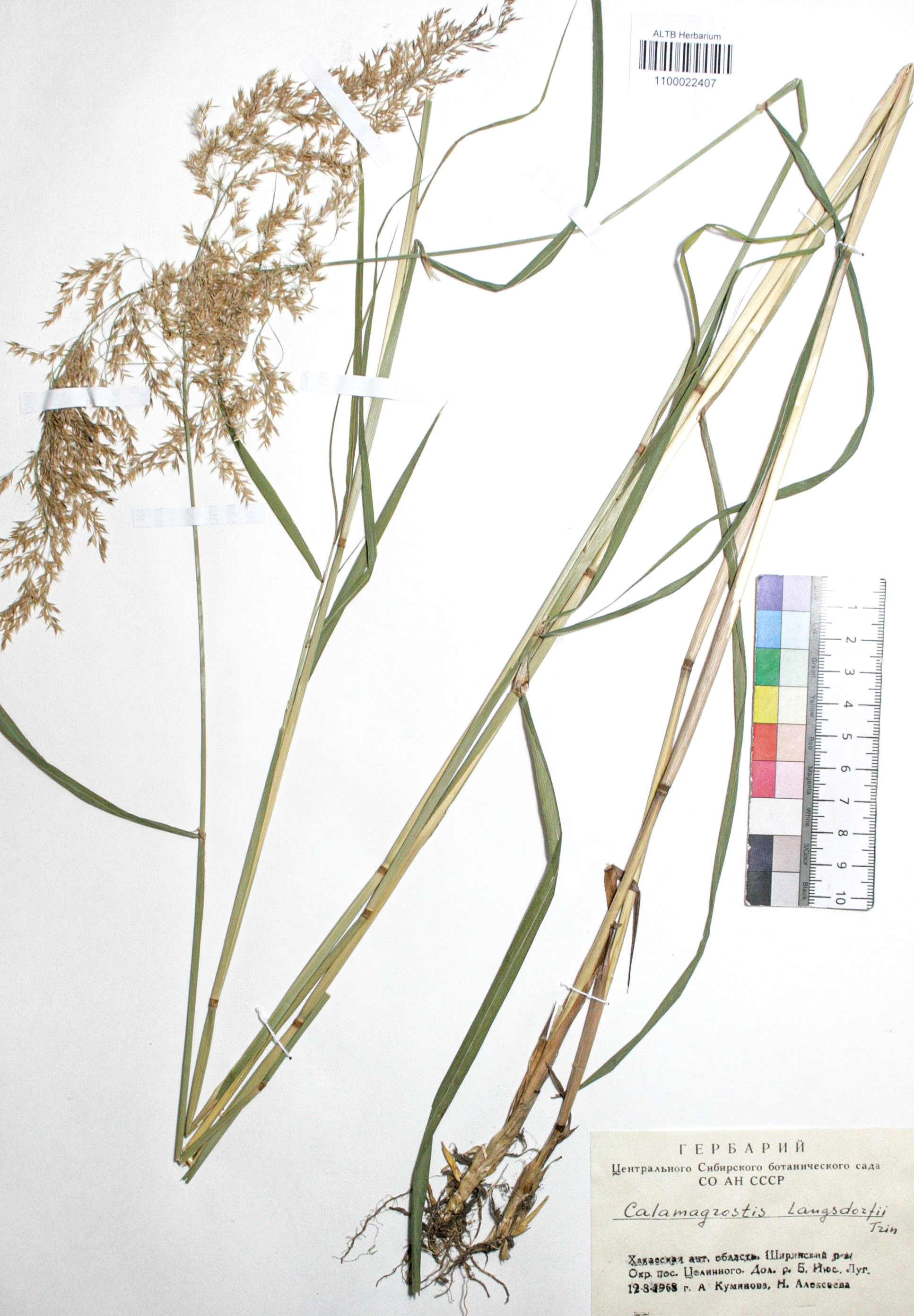 Calamagrostis langsdorffii (Link) Trin.