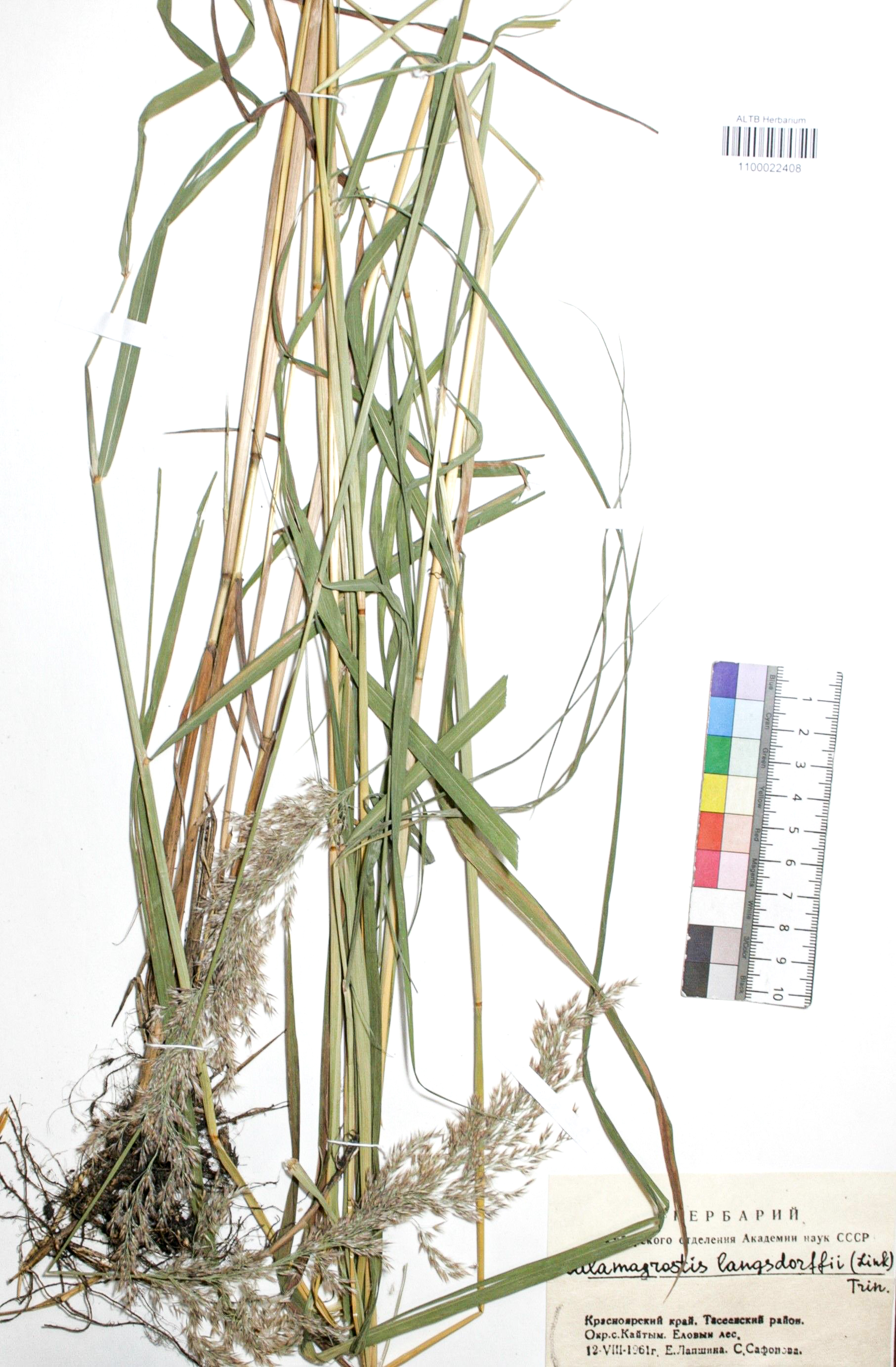 Calamagrostis langsdorffii (Link) Trin.