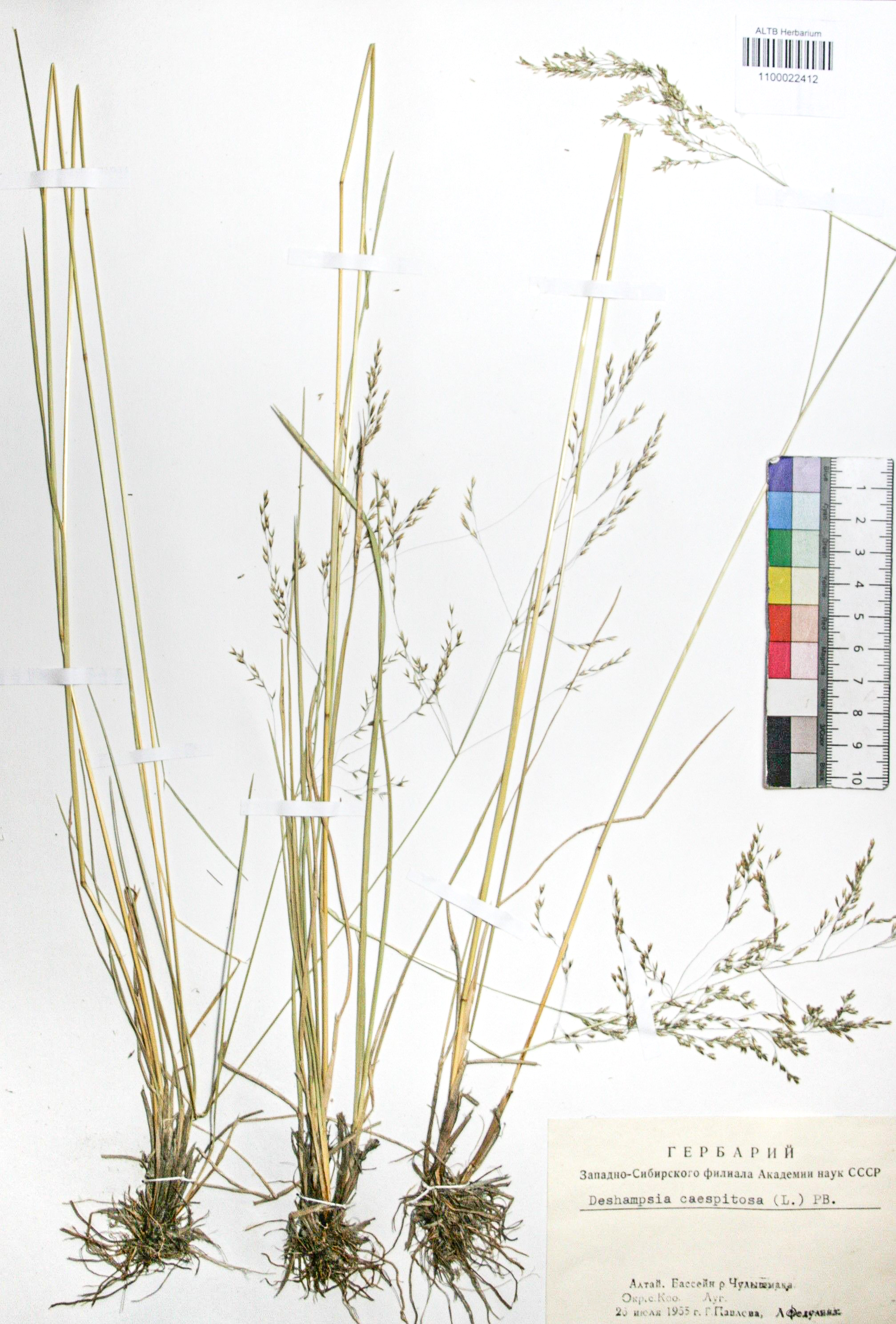 Deschampsia caespitosa (L.) Beauv.
