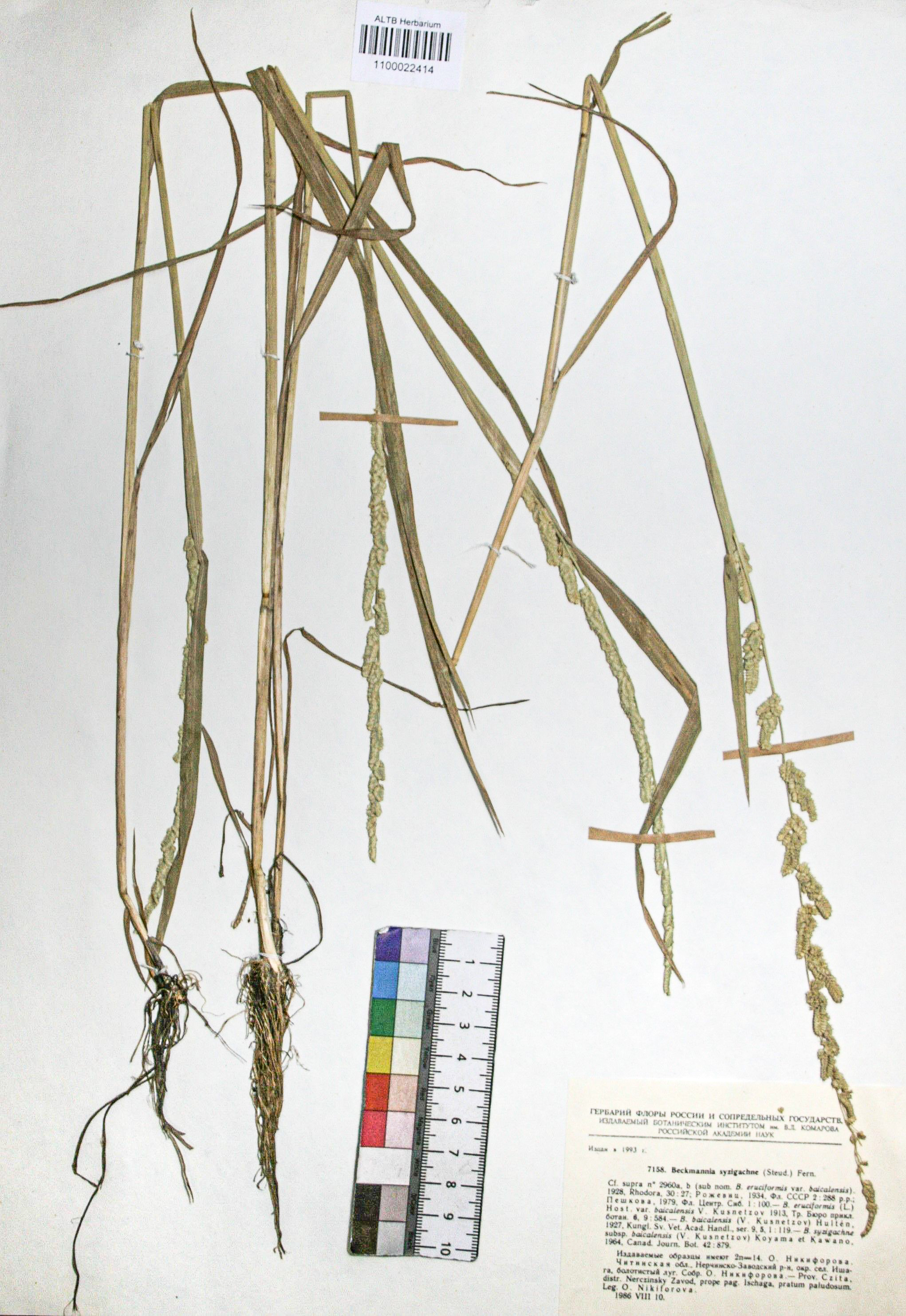 Beckmannia syzigachne (Steud.) Fern.