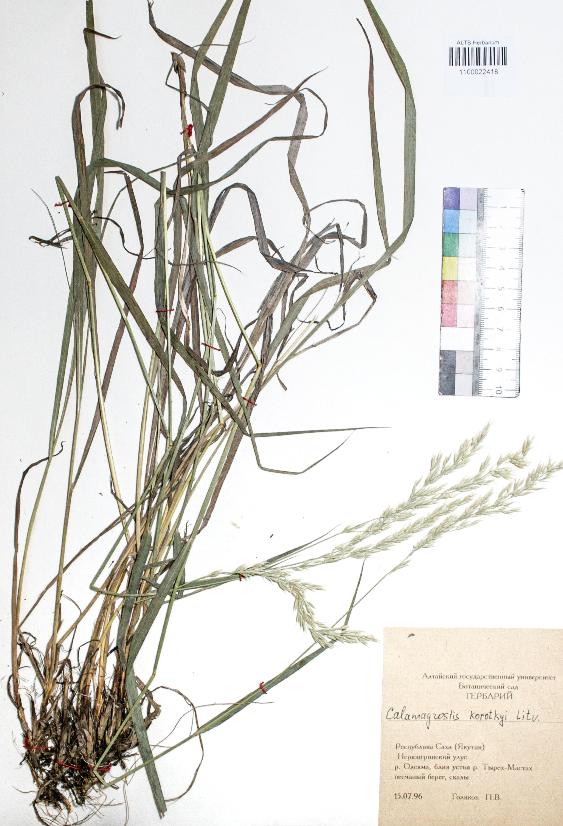 Calamagrostis korotkyi Litv.