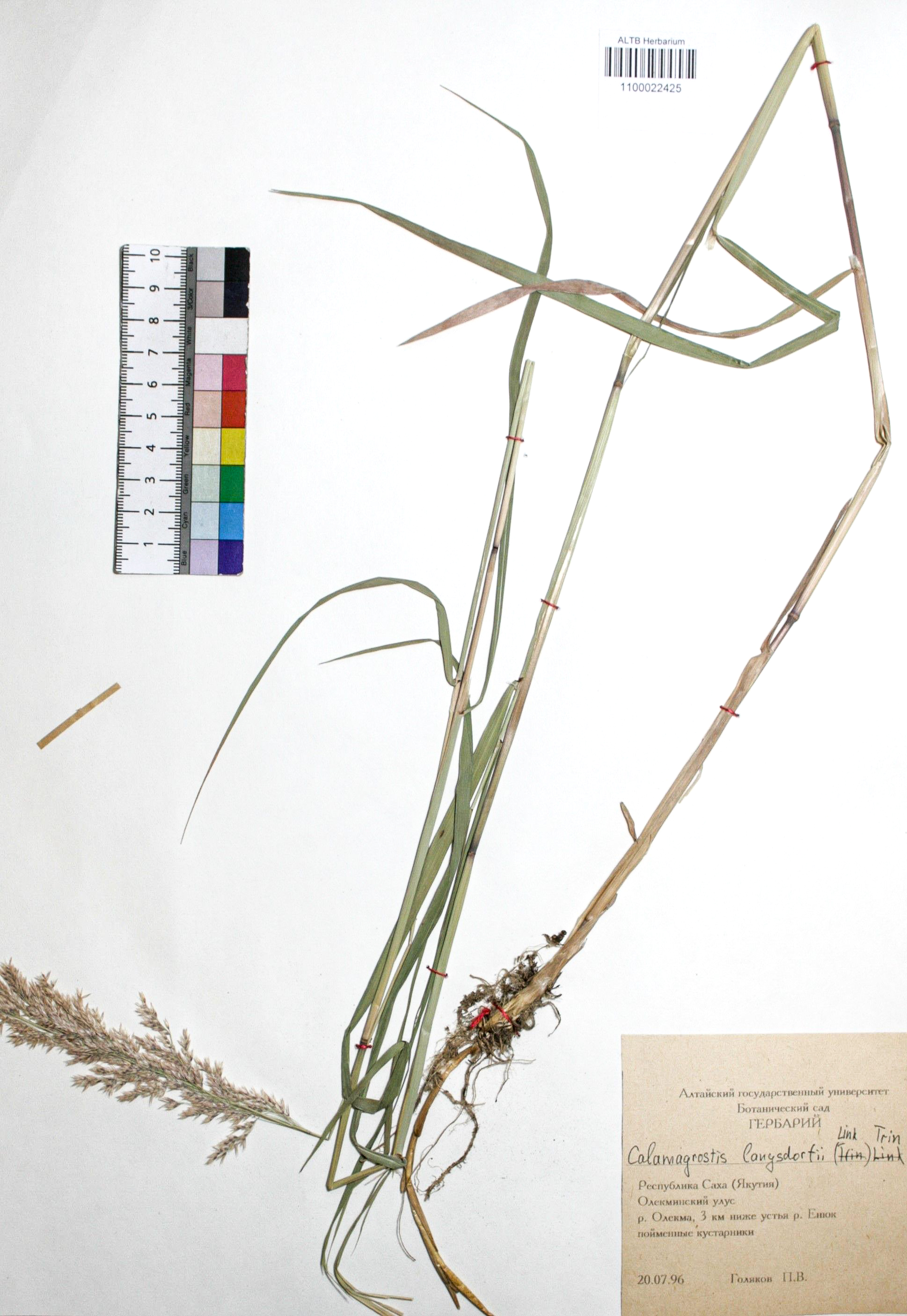 Calamagrostis langsdorffii (Link) Trin.