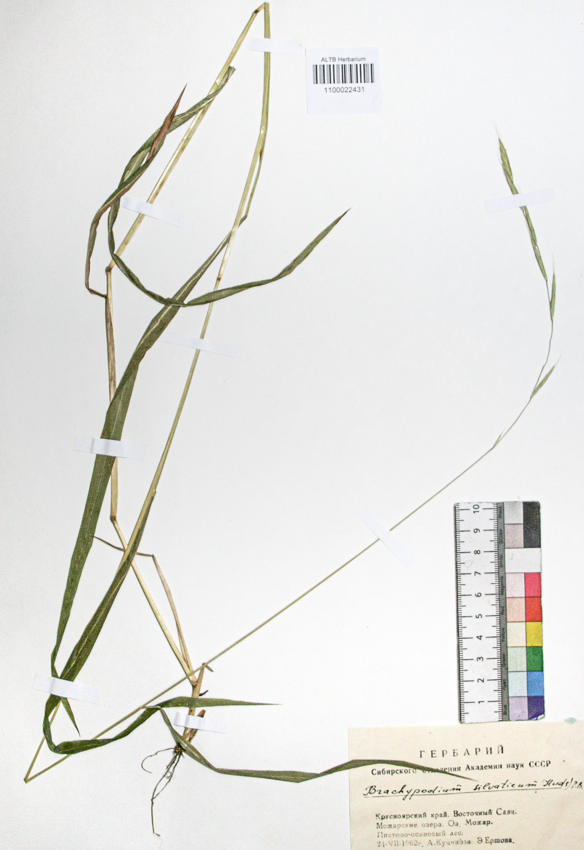 Brachypodium sylvaticum (Huds.) Beauv.