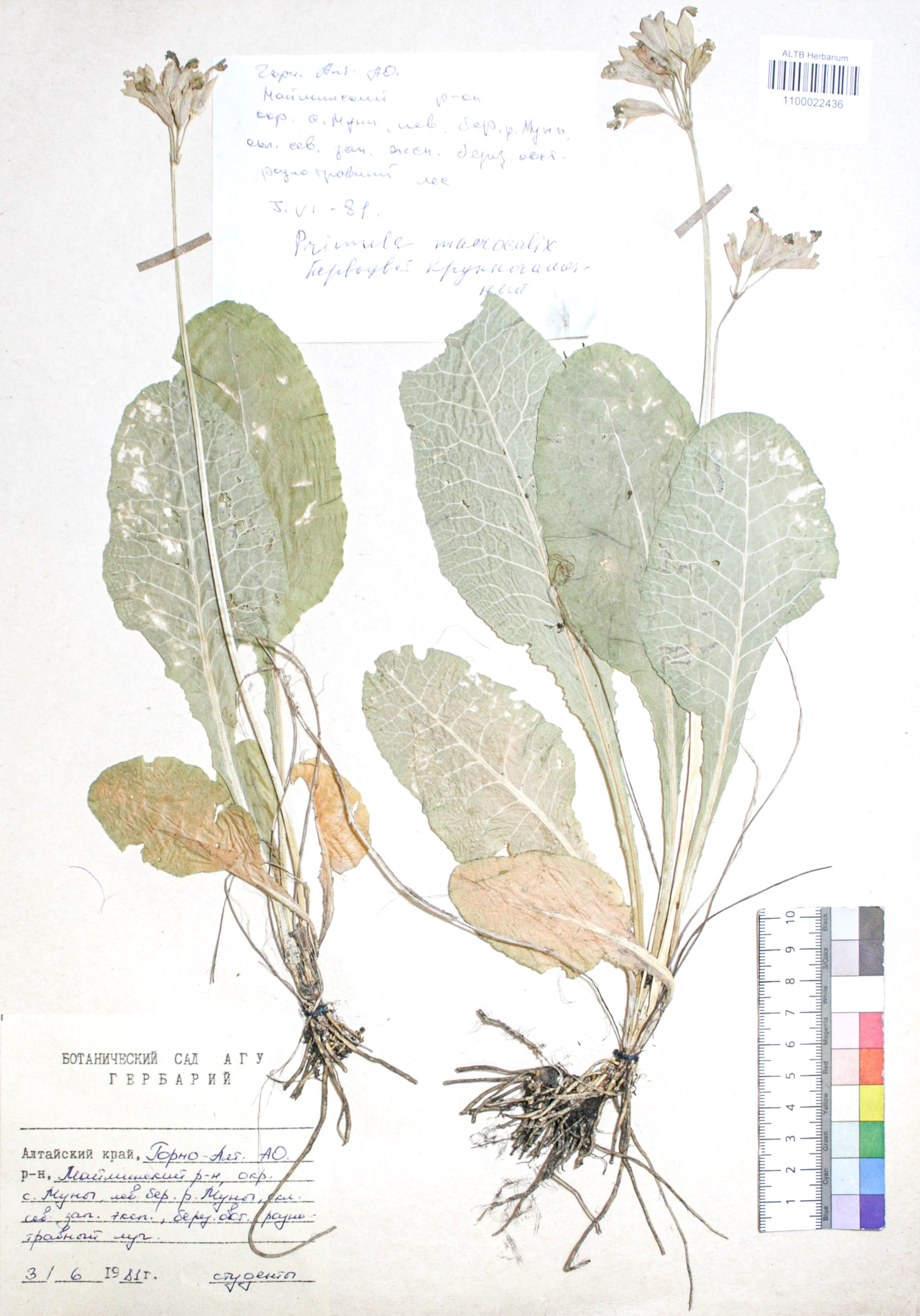 Primula macrocalyx Bunge
