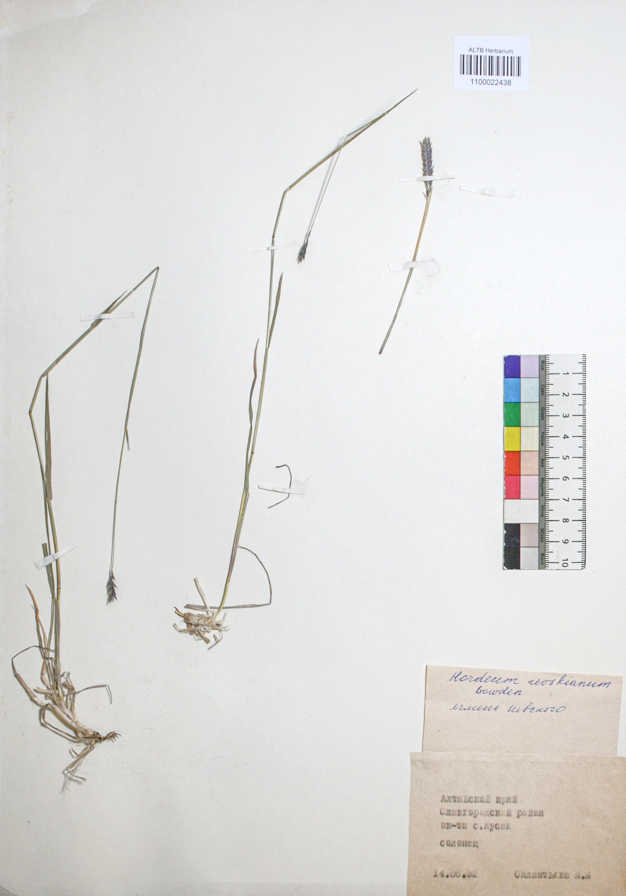 Hordeum brevisubulatum (Trin. ) Link