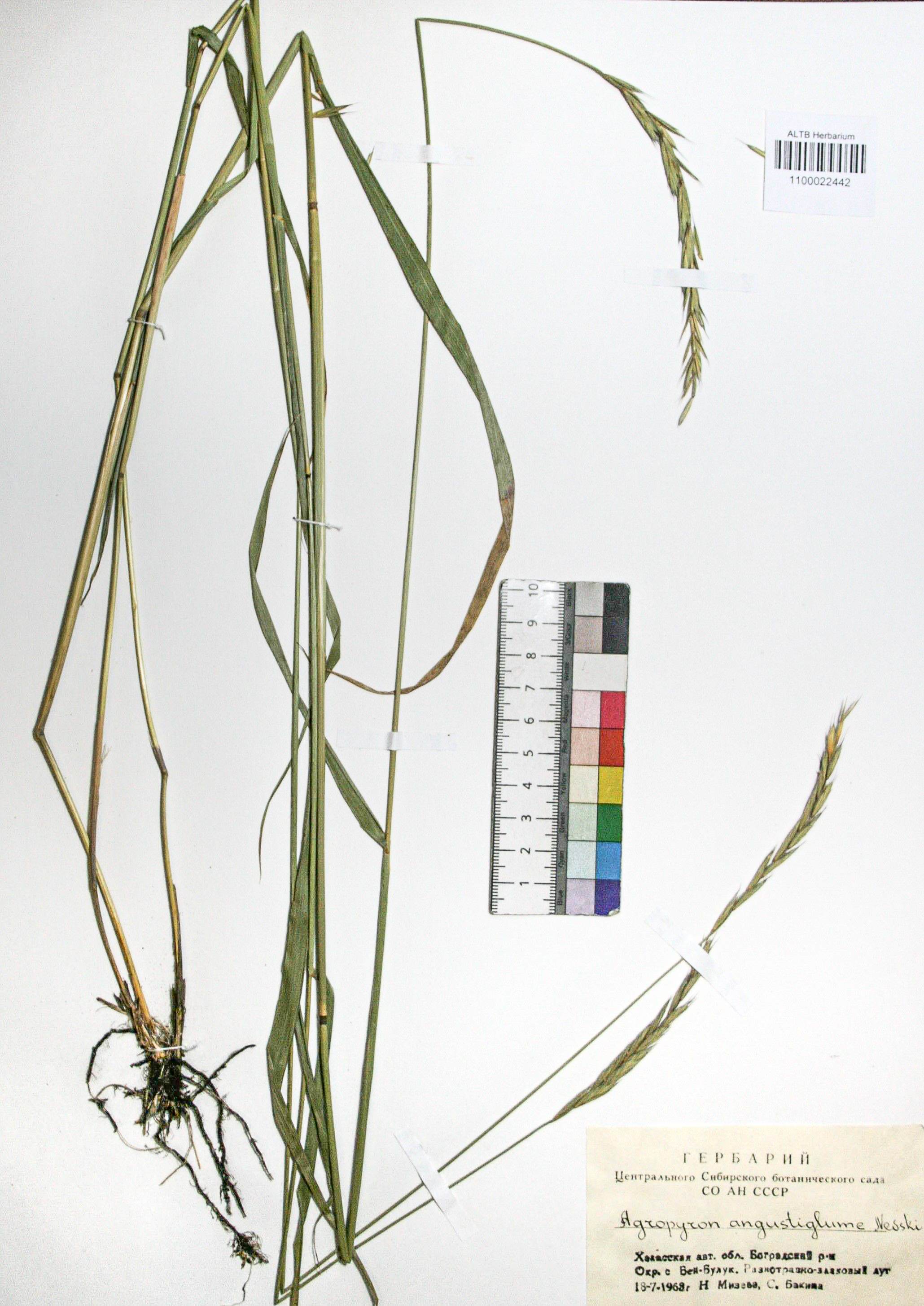 Agropyron angustiglume Nevski