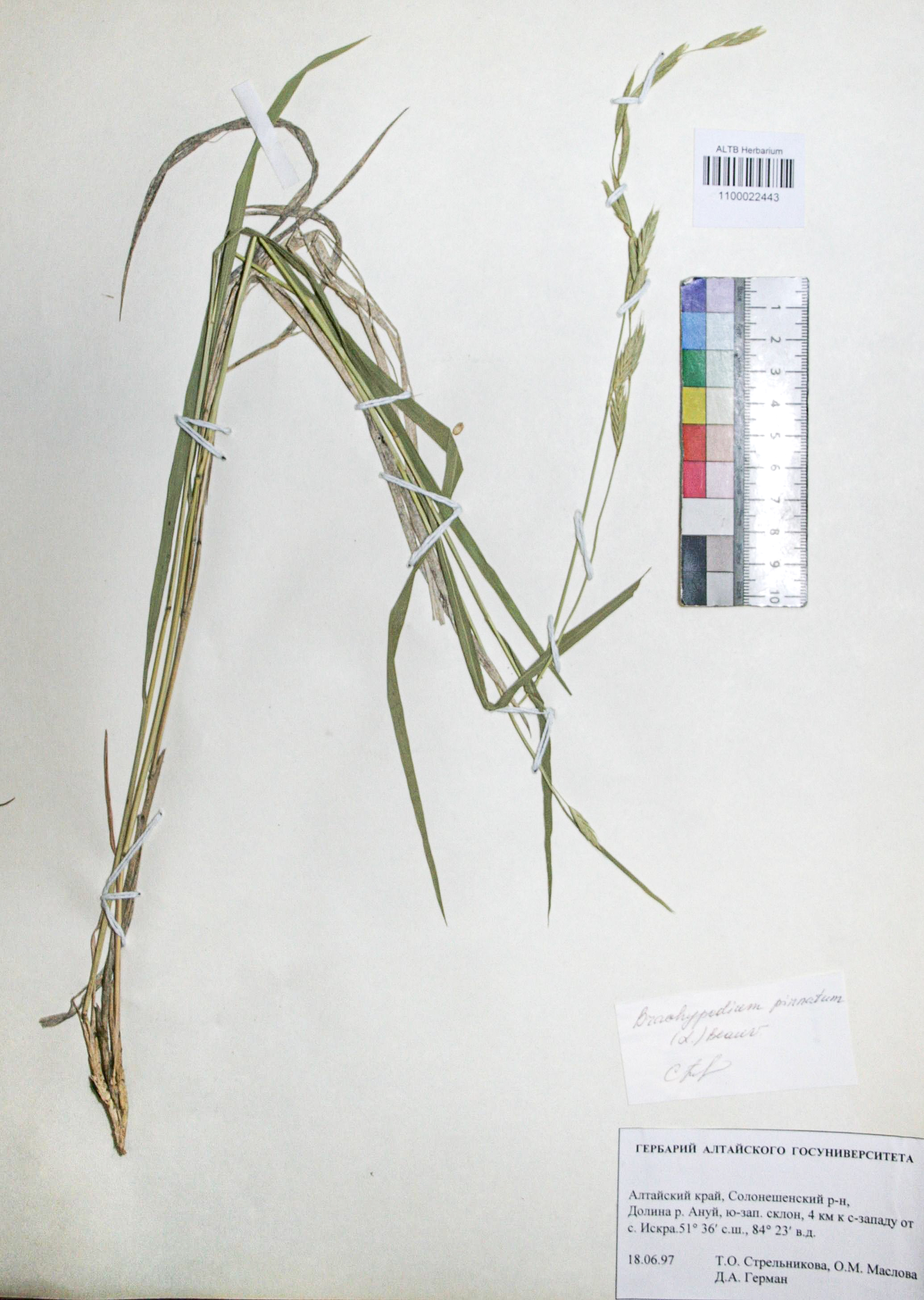 Brachypodium pinnatum (L.) Beauv. 