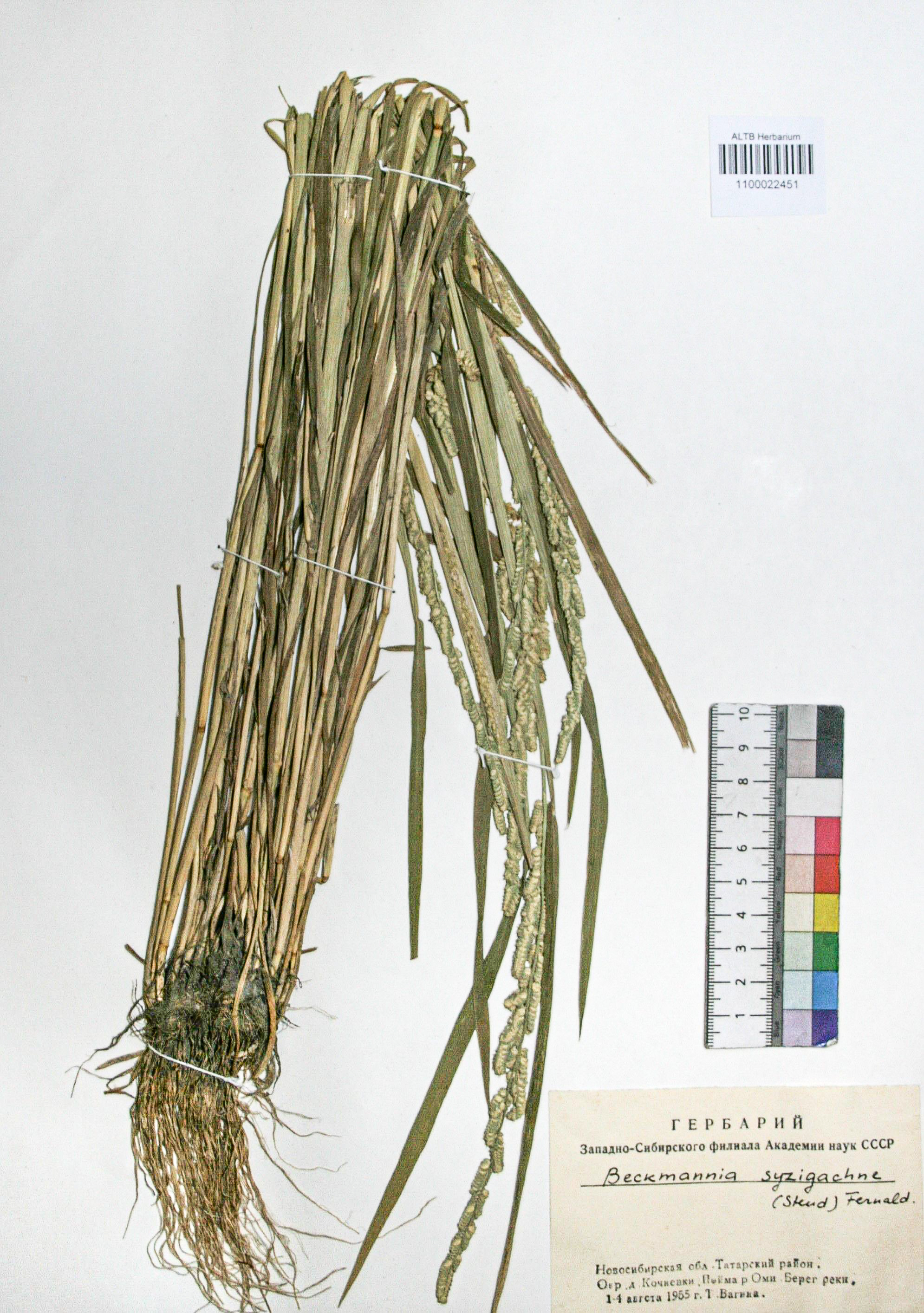 Beckmannia syzigachne (Steud.) Fern.