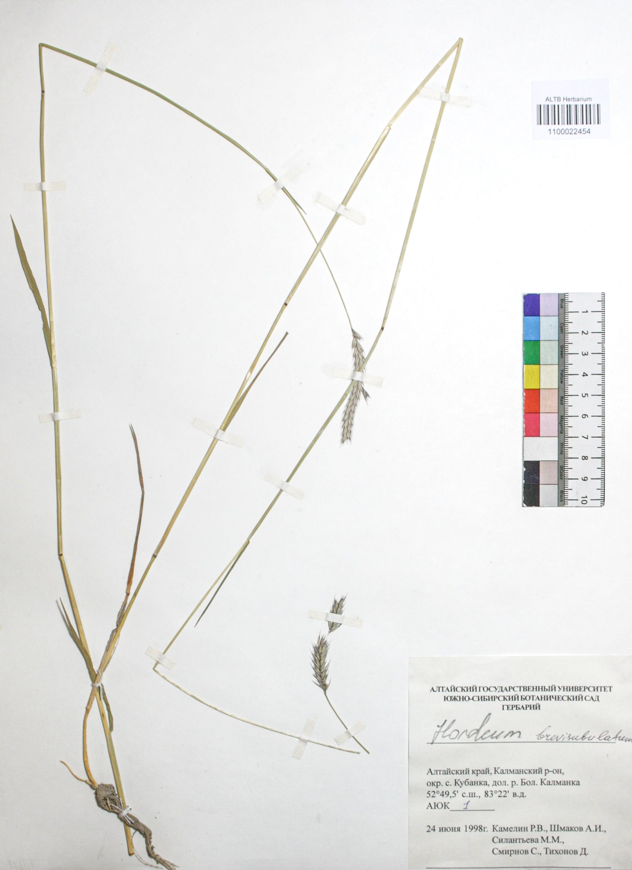 Hordeum brevisubulatum (Trin. ) Link