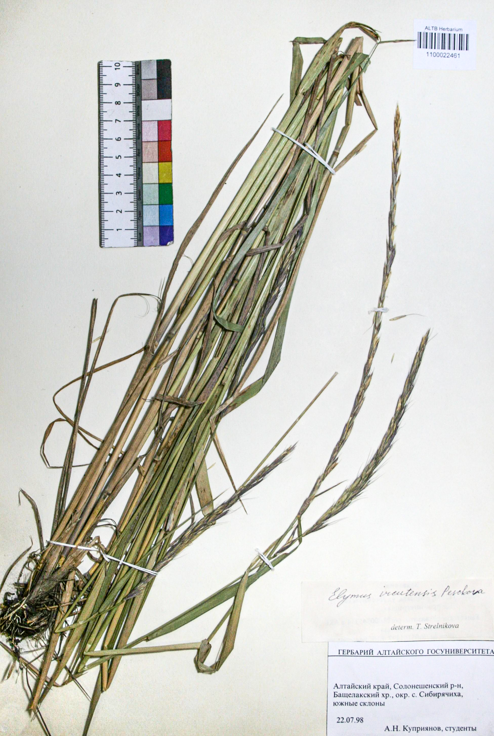Elymus ircutensis Peschkova