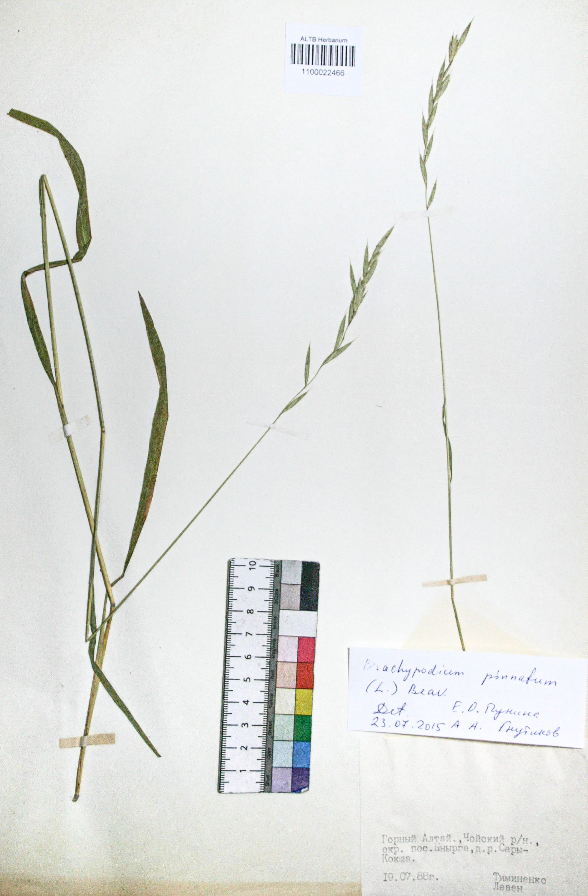 Brachypodium pinnatum (L.) Beauv. 