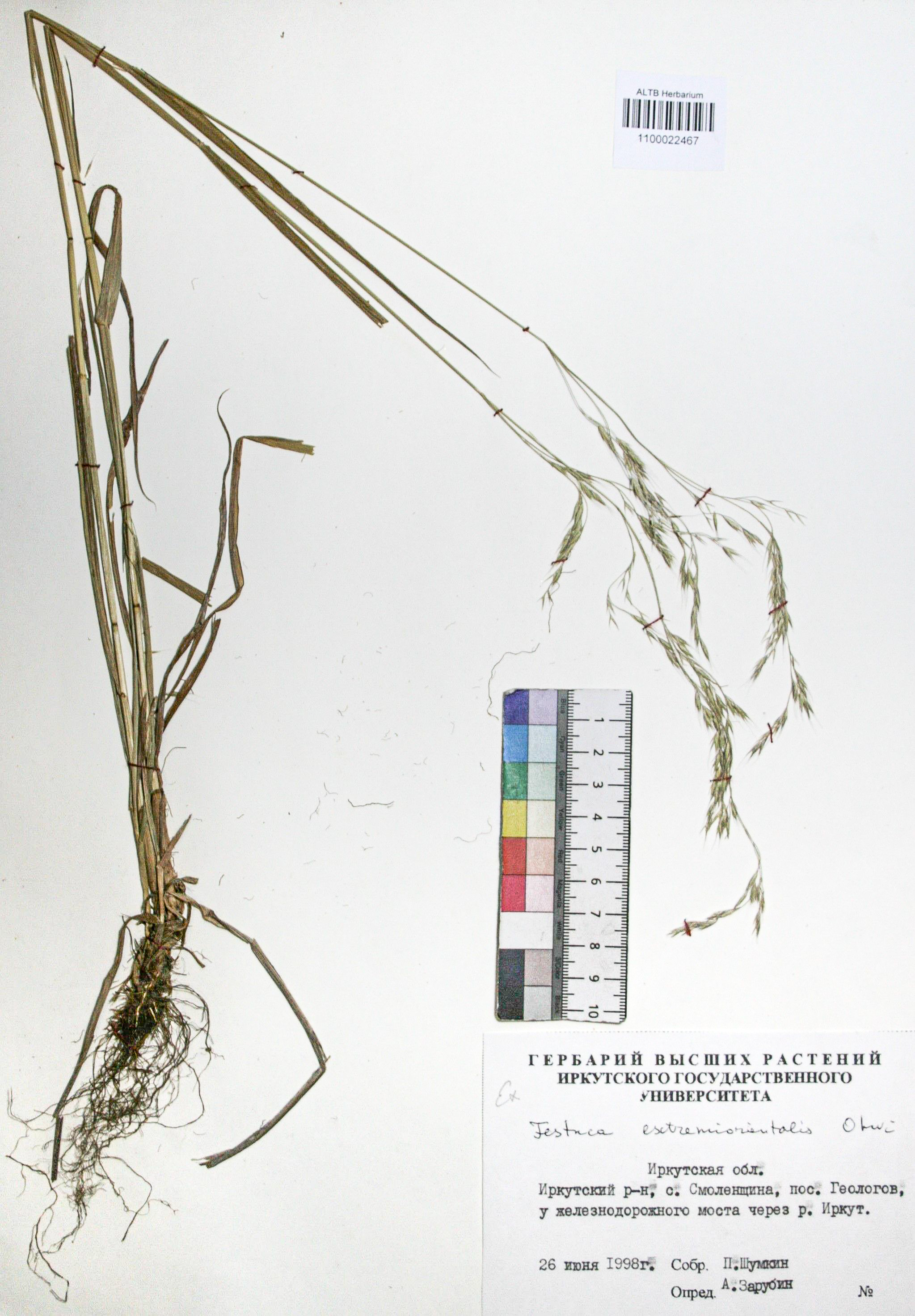 Festuca extremiorientalis Ohwi. 