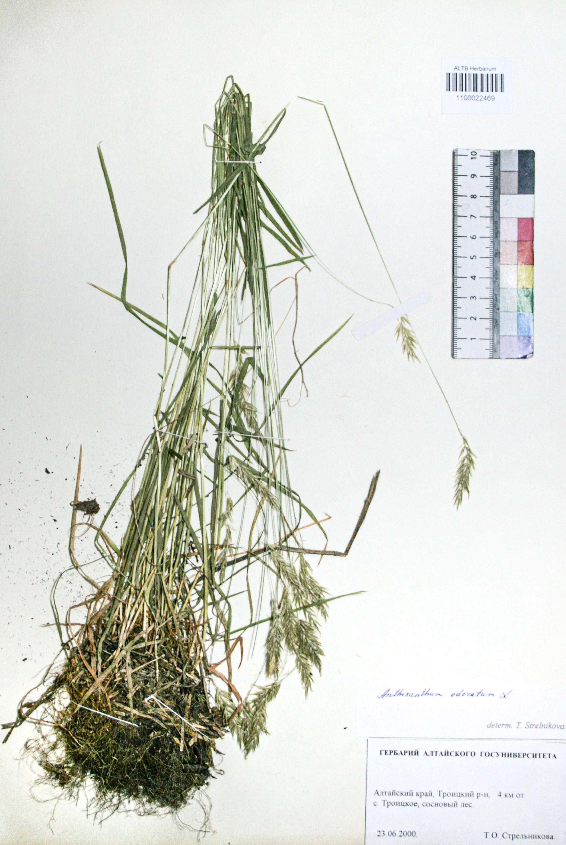 Anthoxanthum odoratum L.