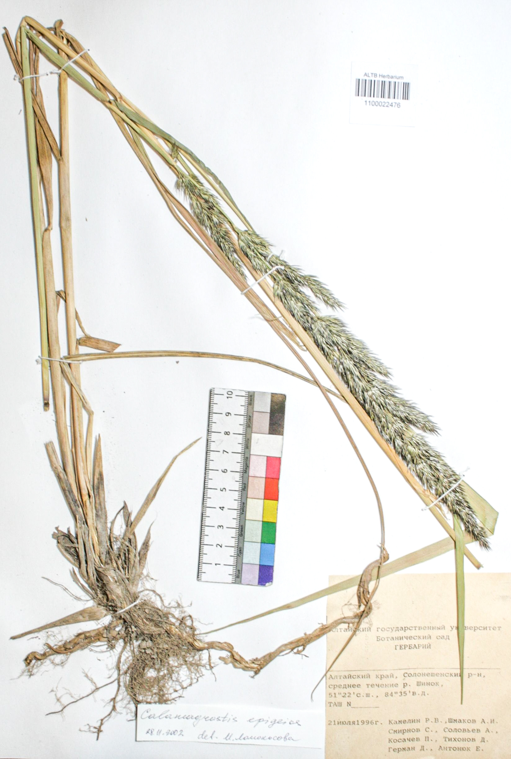 Calamagrostis epigejos (L.) Roth