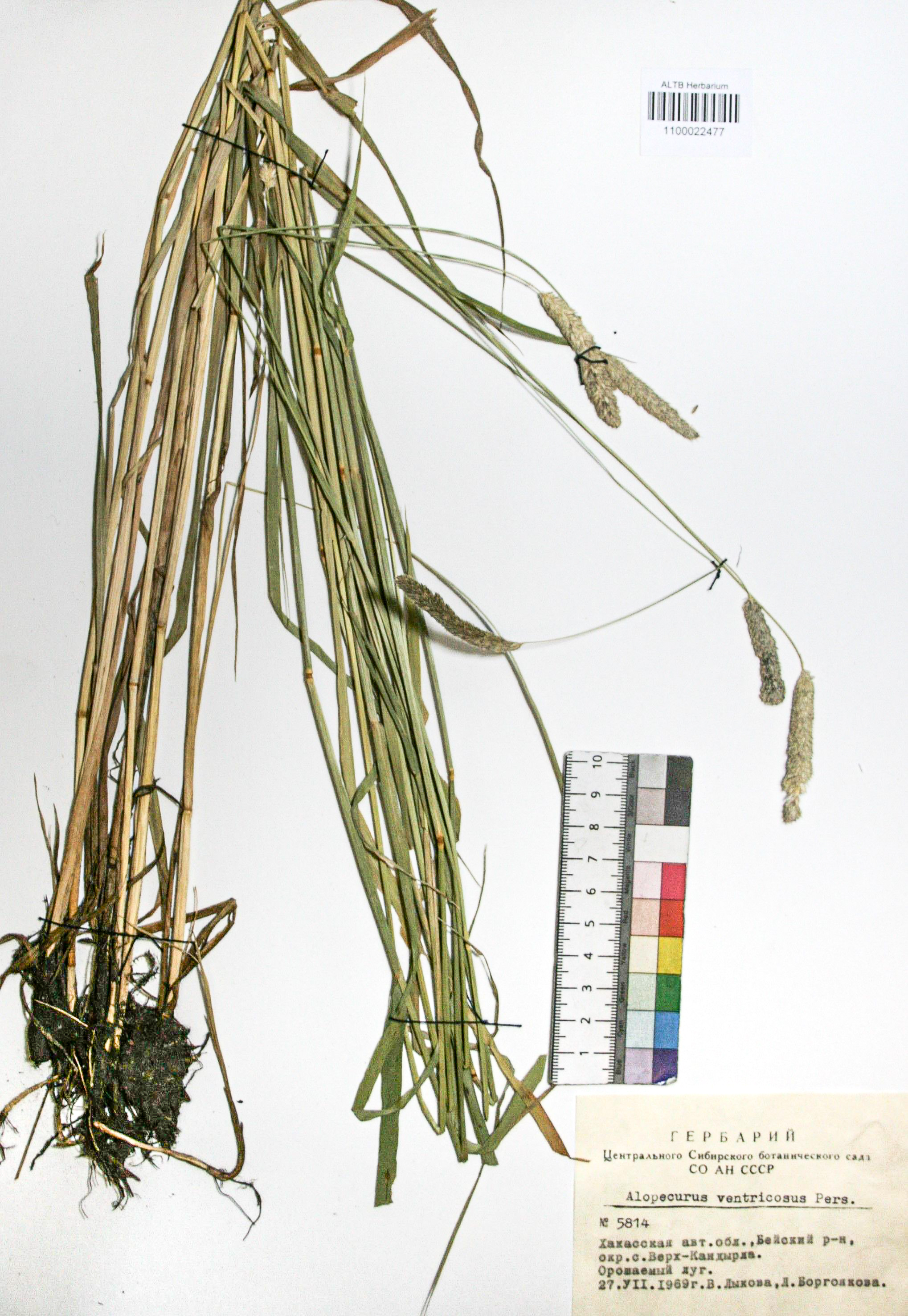 Alopecurus ventricosus Pers.