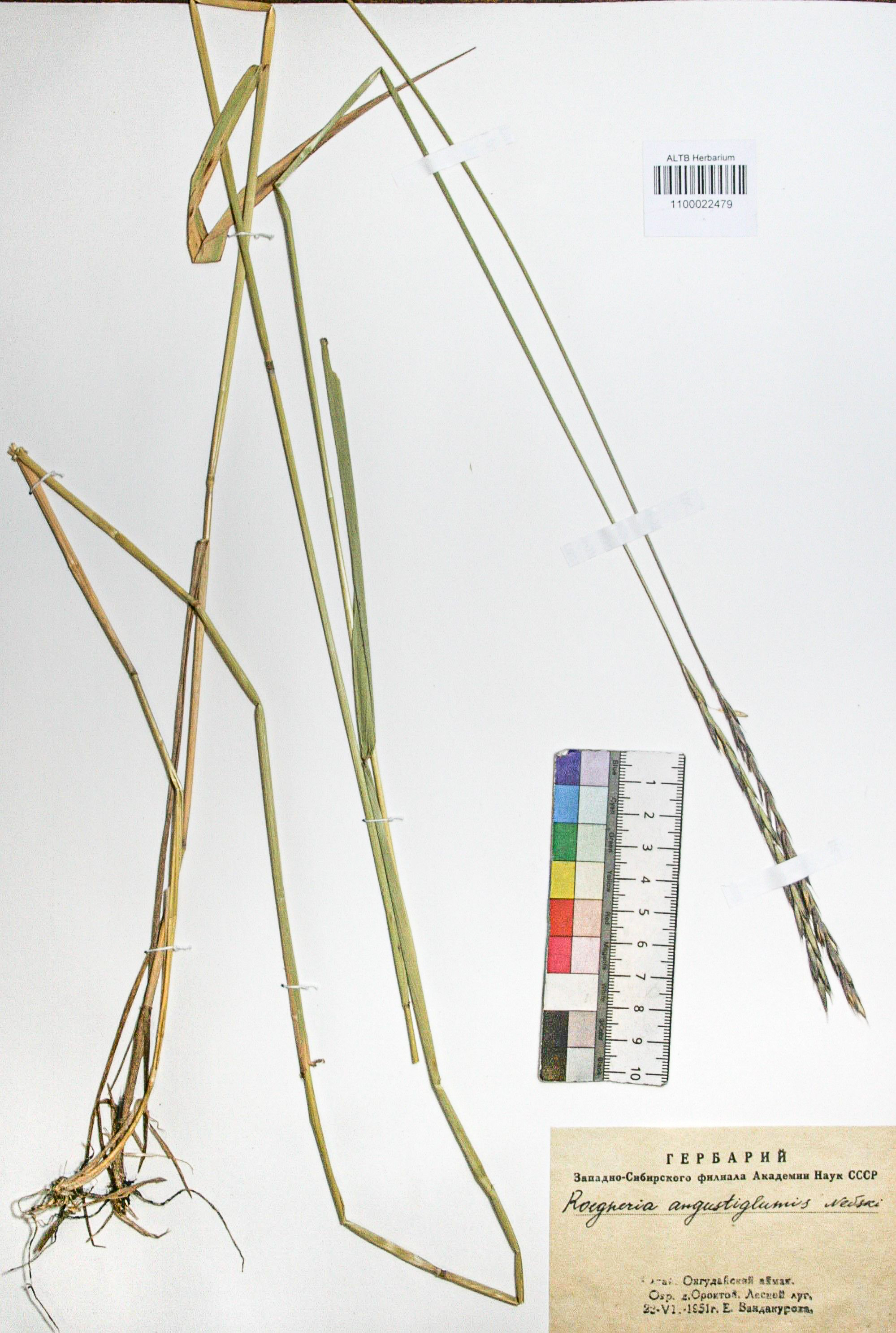 Elymus mutabilis (Drobov) Tsvelev