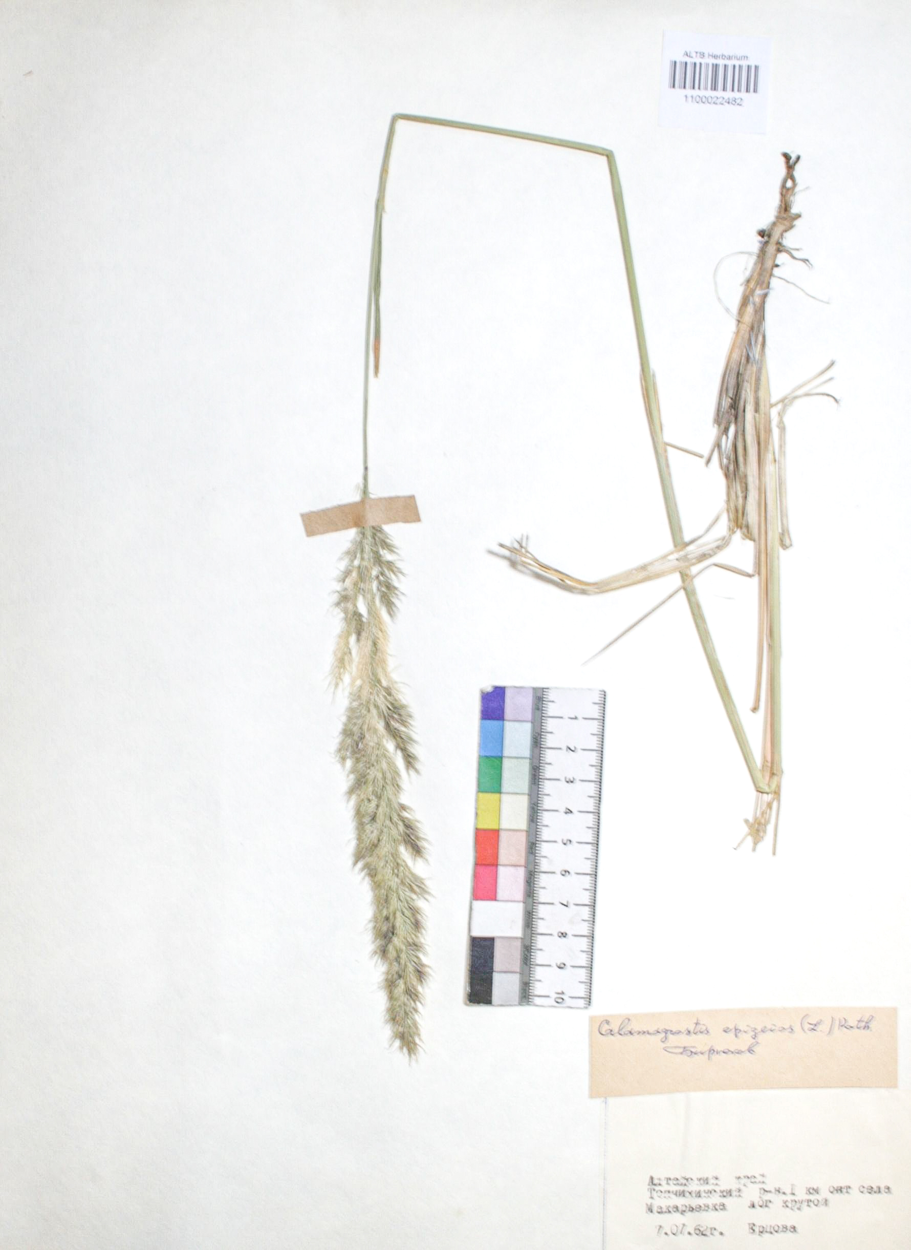 Calamagrostis epigejos (L.) Roth