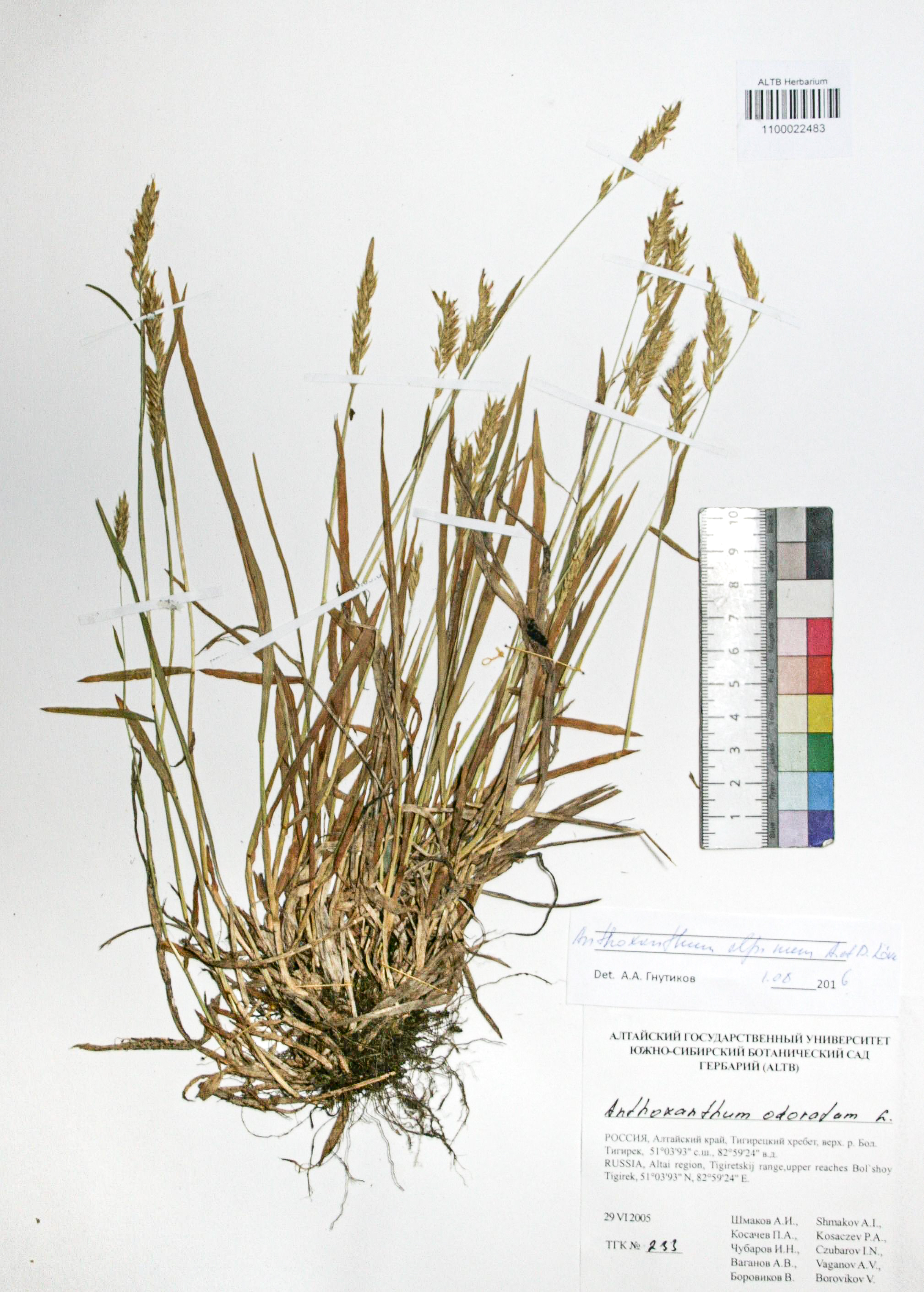 Anthoxanthum alpinum Á. Löve & D. Löve