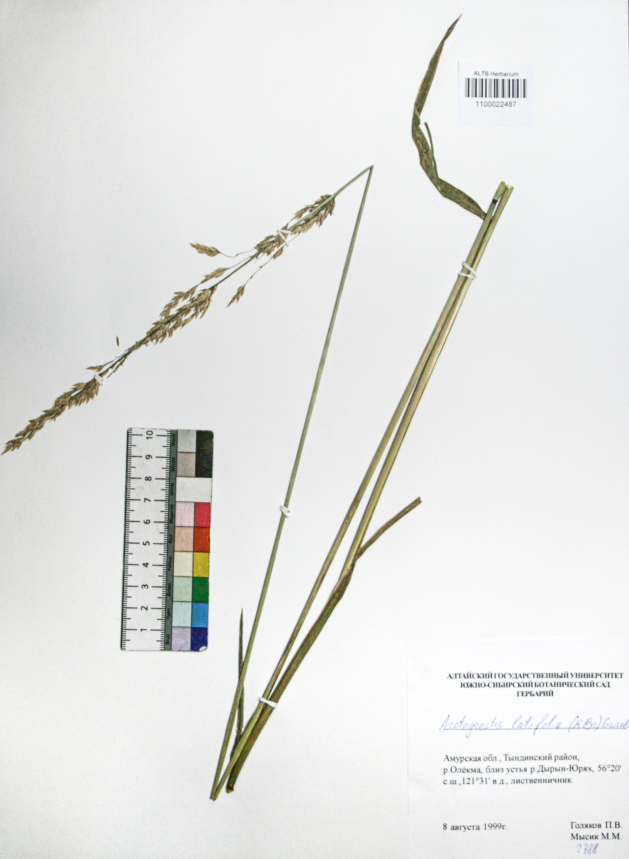 Arctagrostis latifolia (R. Br.) Crised.