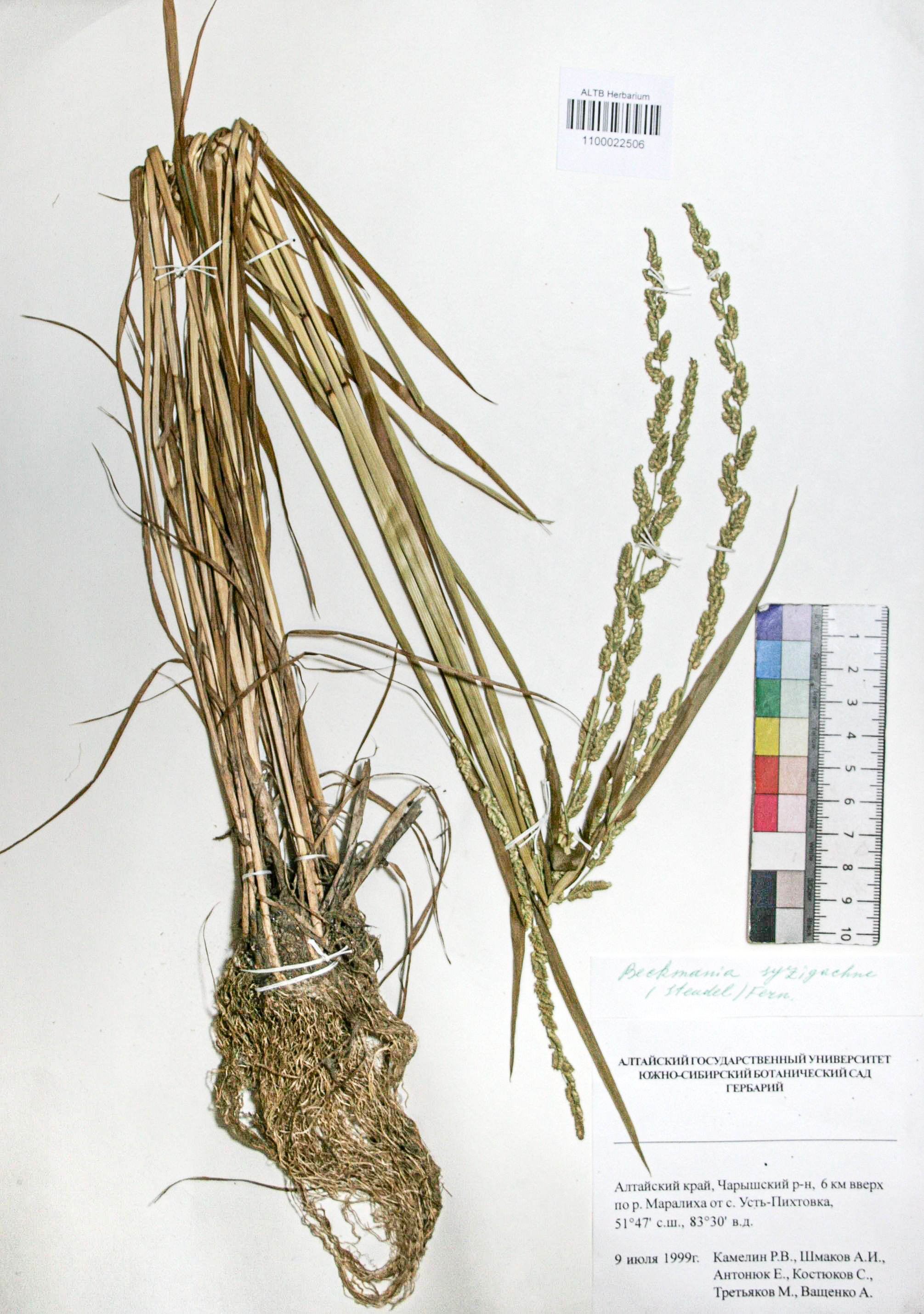 Beckmannia syzigachne (Steud.) Fern.