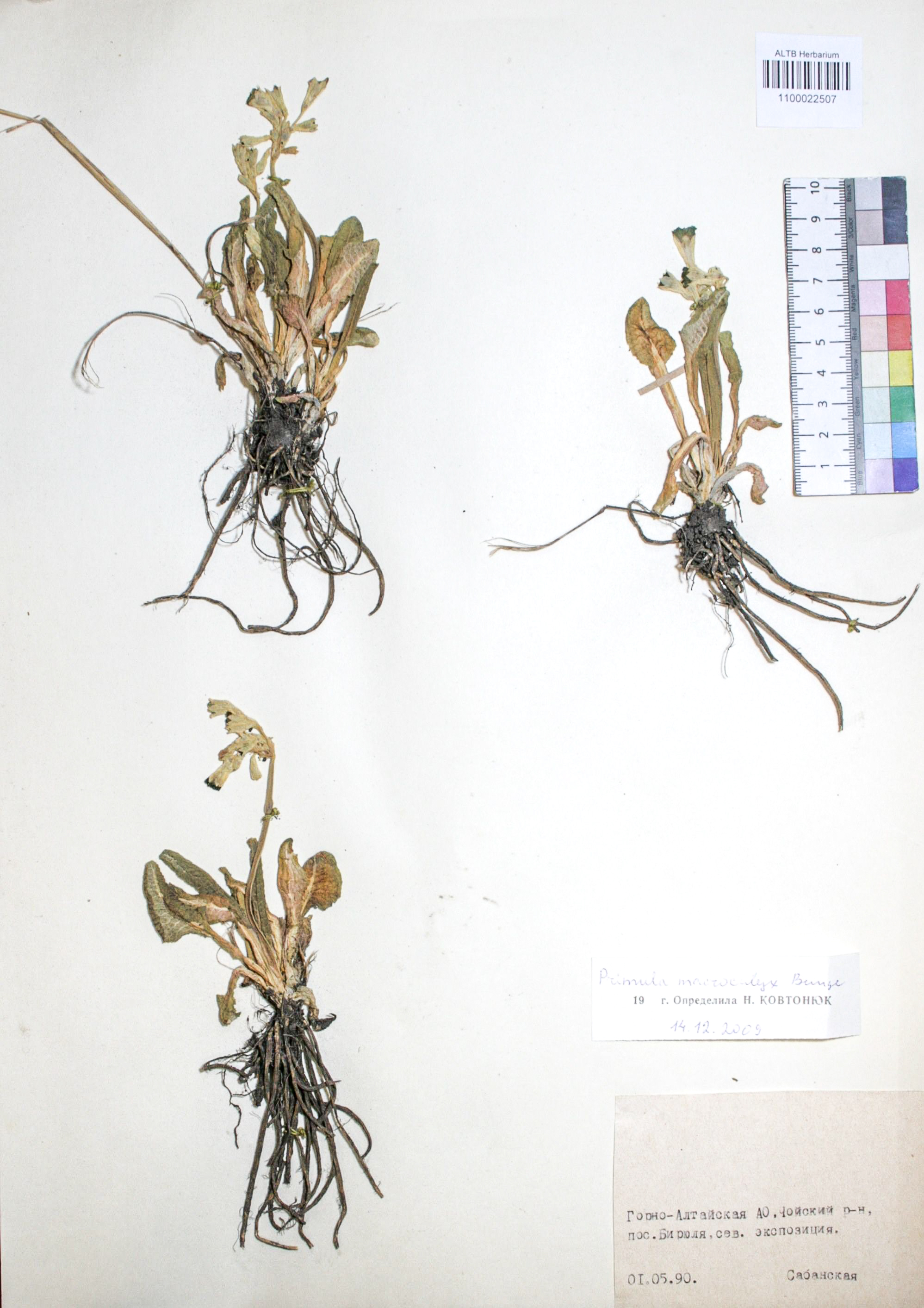 Primula macrocalyx Bunge