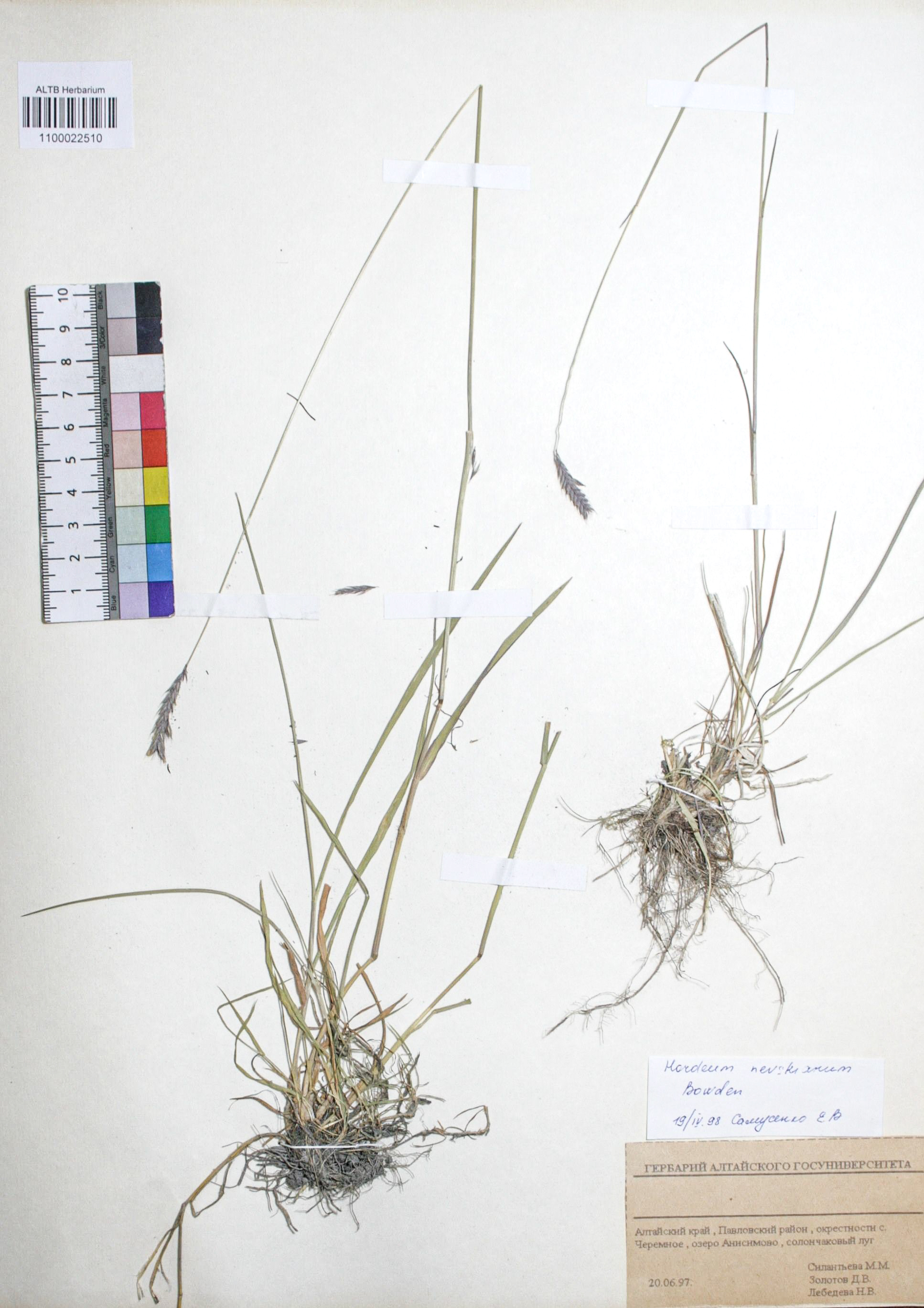 Hordeum nevskianum Bowden