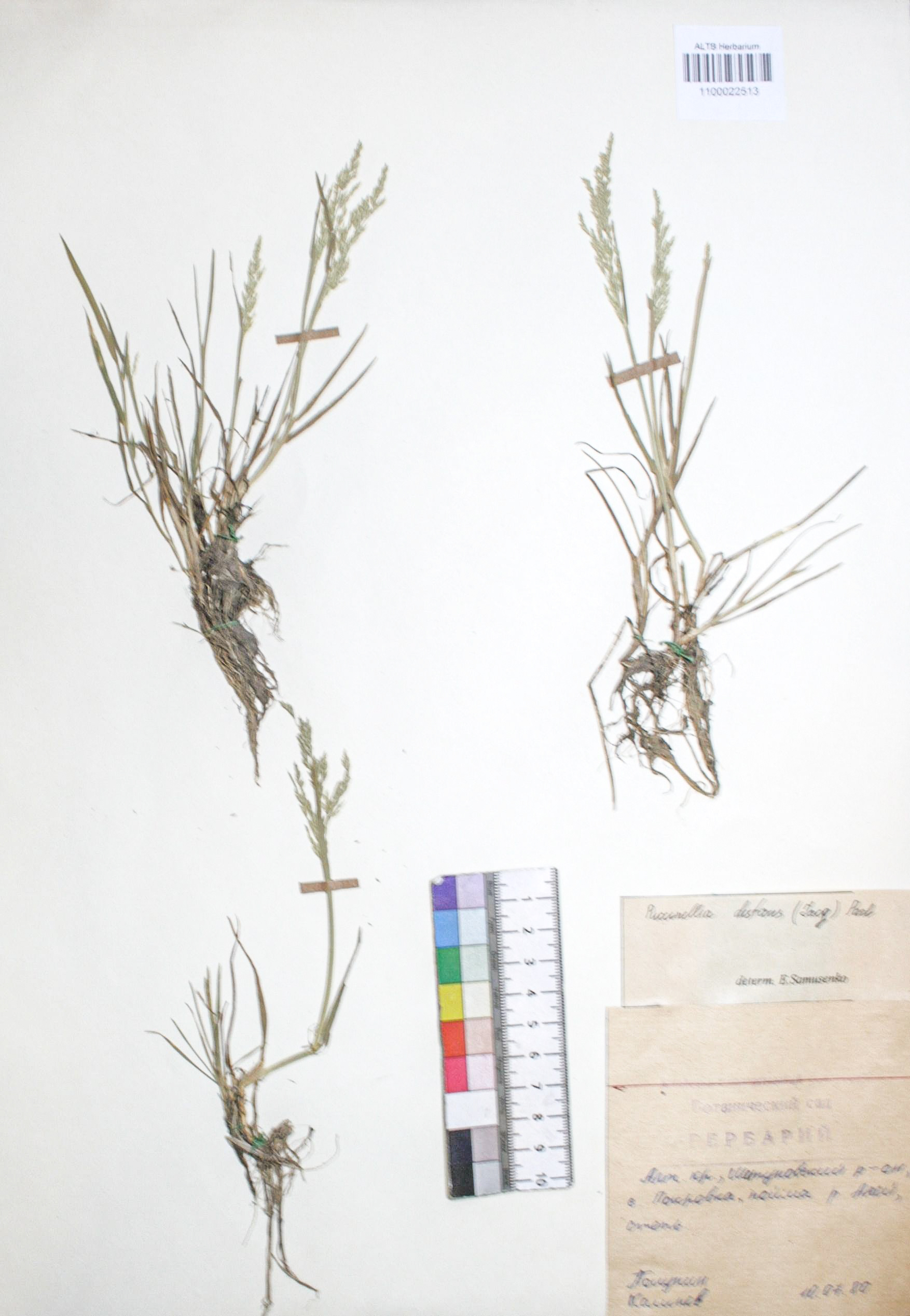 Puccinellia distans (Jacq.) Parl.