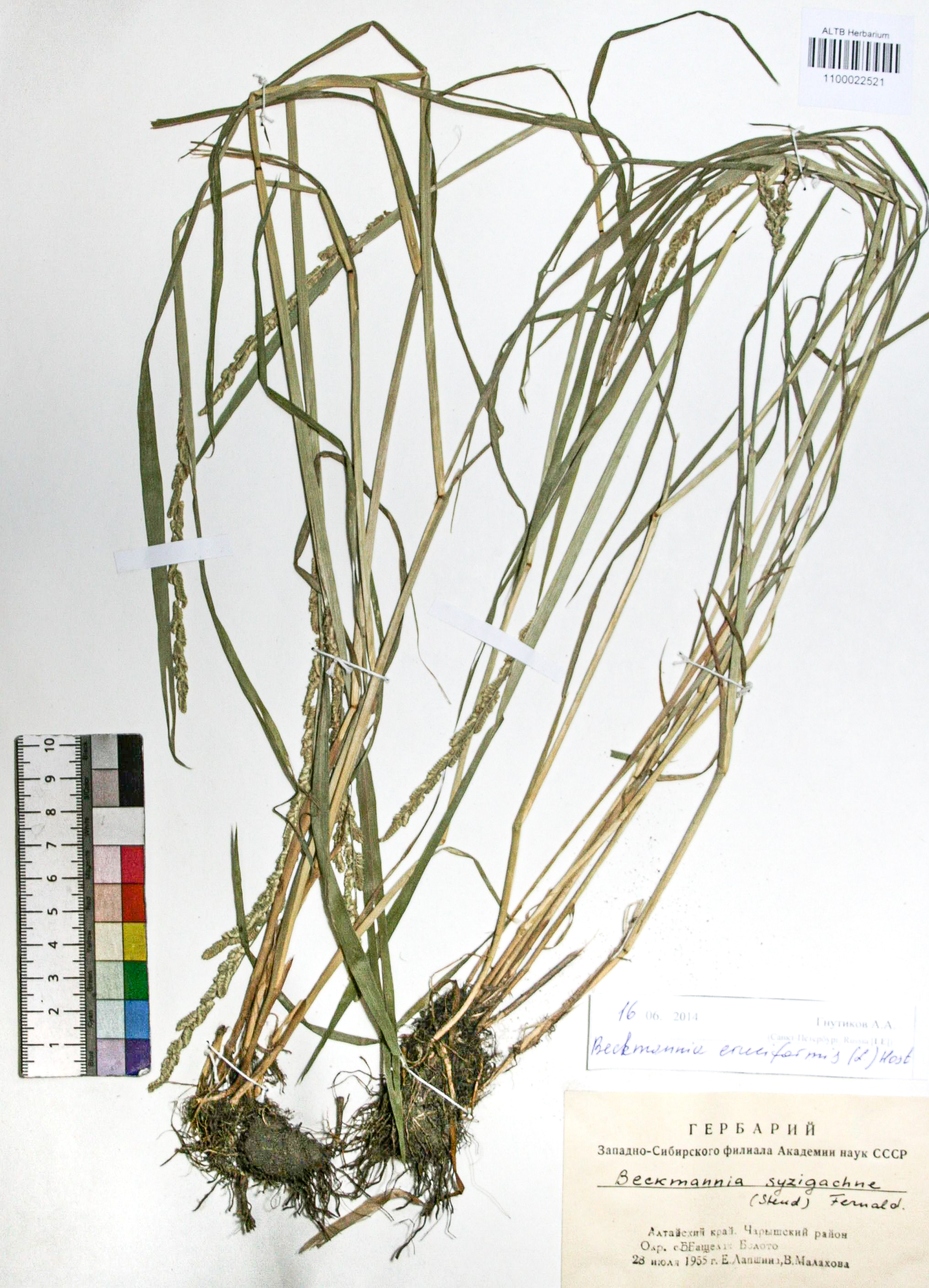 Beckmannia syzigachne (Steud.) Fern.