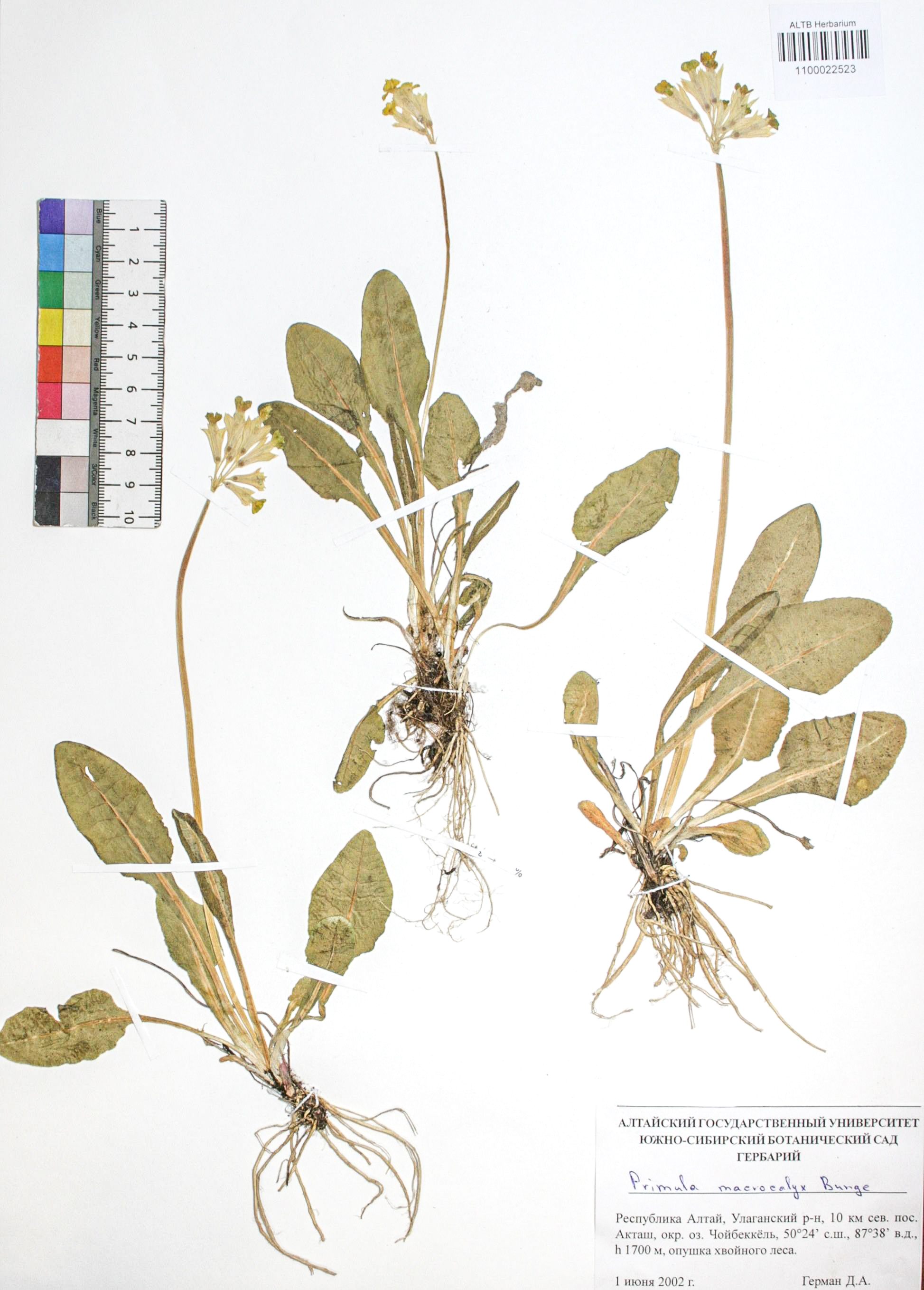 Primula macrocalyx Bunge
