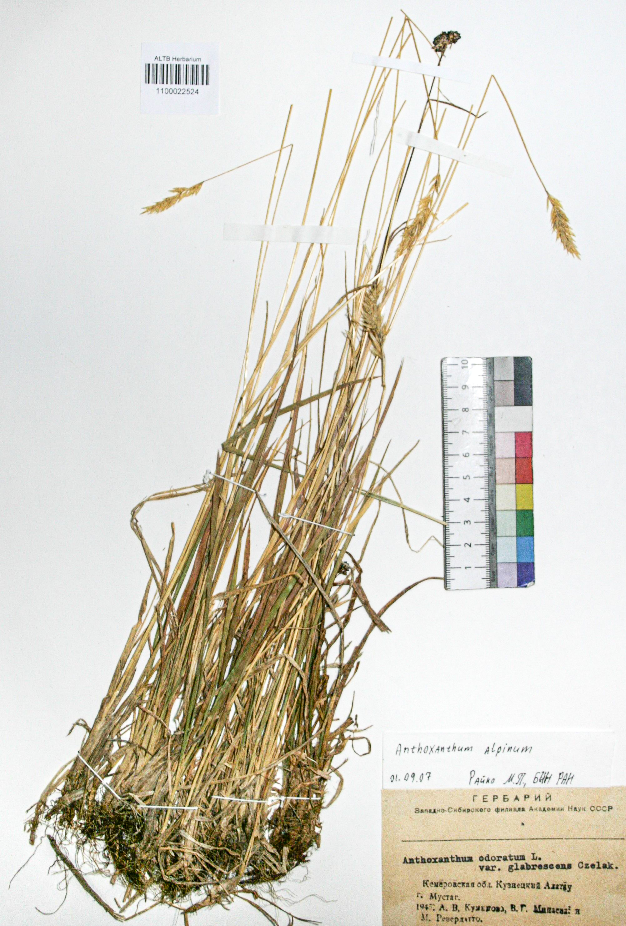 Anthoxanthum alpinum Á. Löve & D. Löve