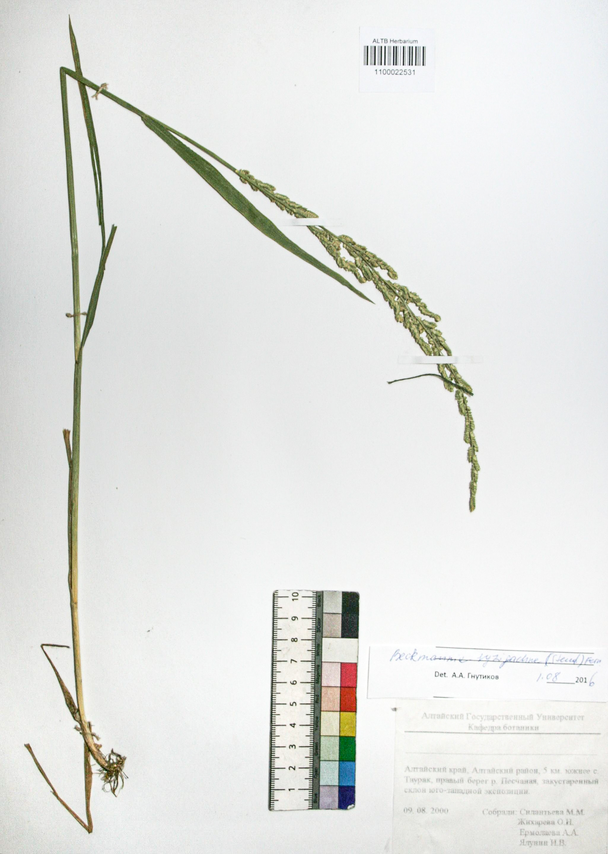 Beckmannia syzigachne (Steud.) Fern.