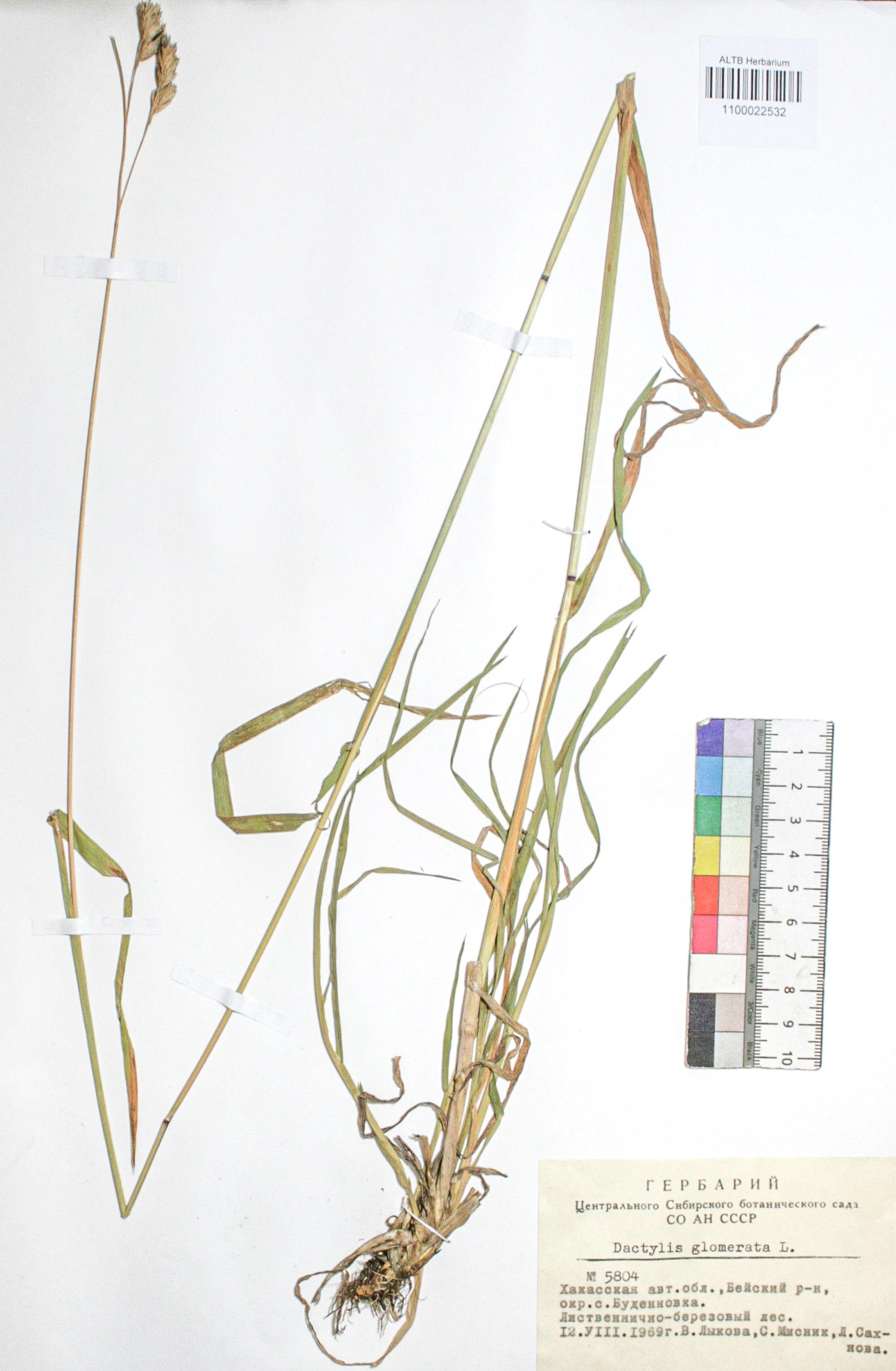 Dactylis glomerata L.