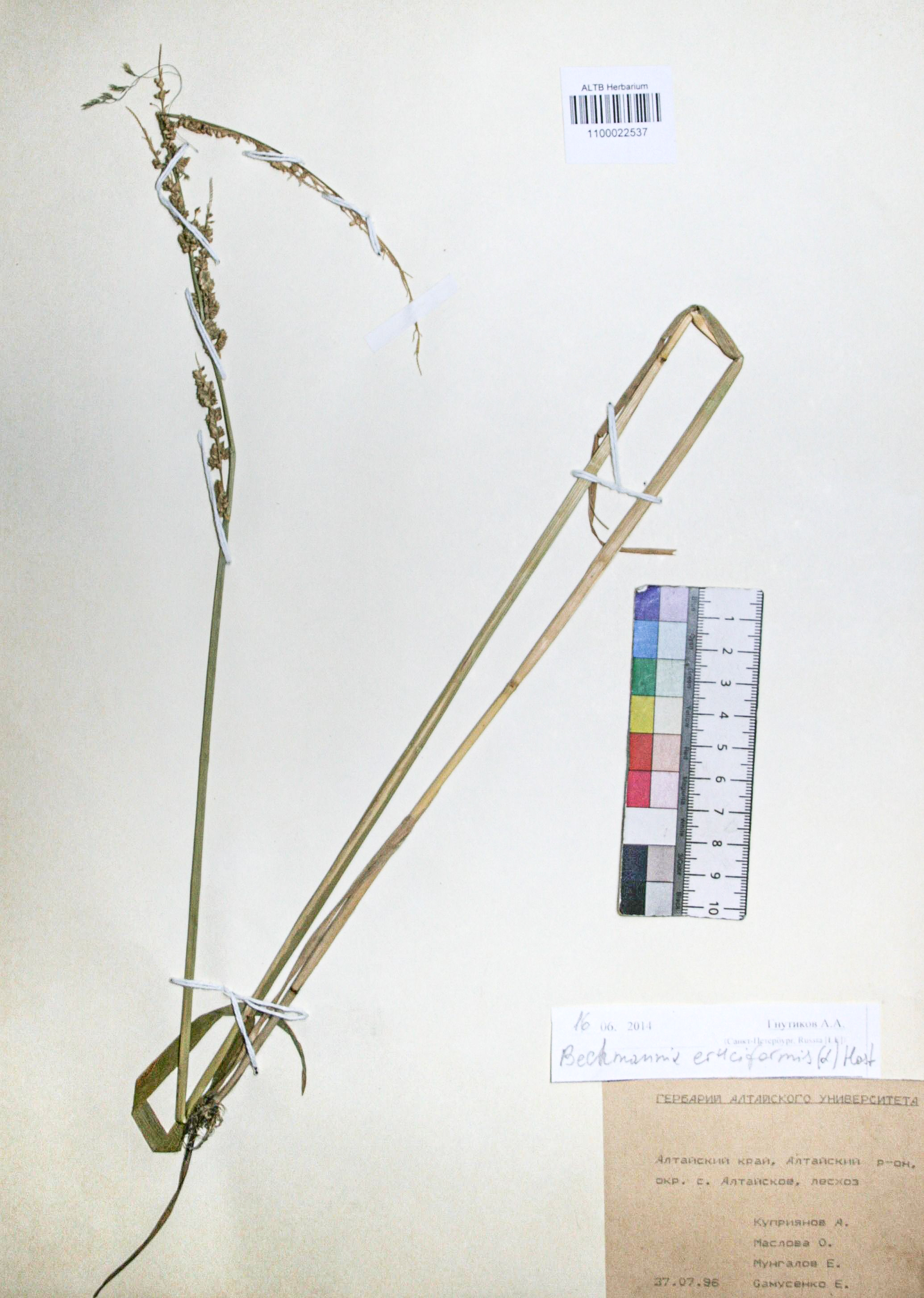 Beckmannia eruciformis (L.) Host.