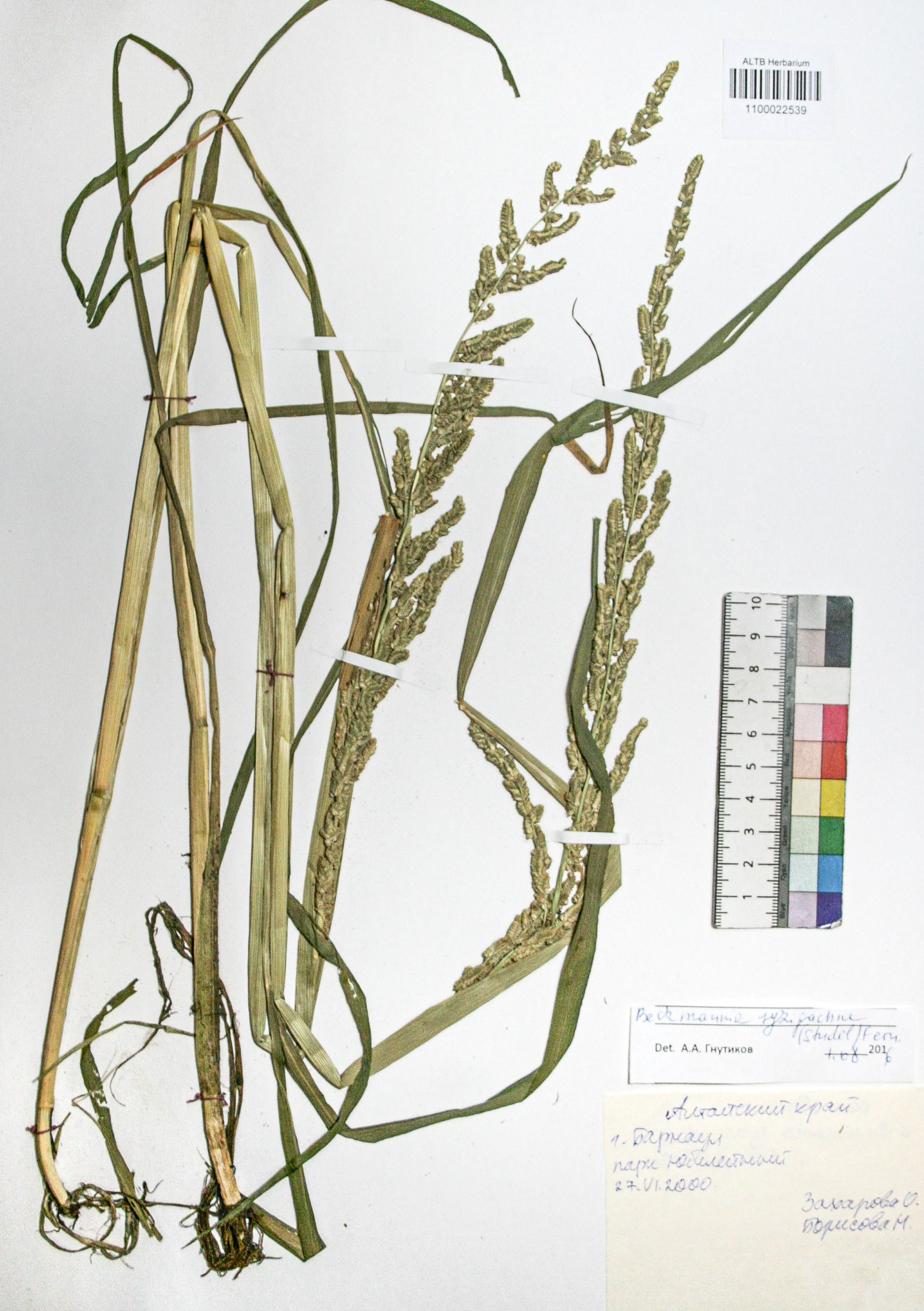 Beckmannia syzigachne (Steud.) Fern.